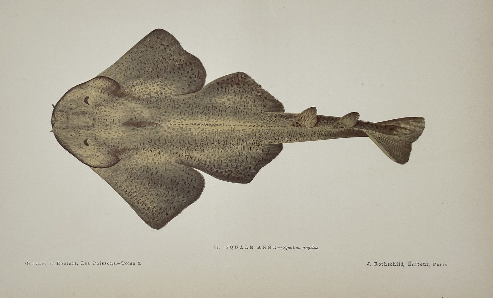 Jules Rothschild (Publisher) – Illustration of the Angelshark (Squatina angelus) –: This chromolithograph is a detailed zoological illustration of the Angelshark (Squatina angelus), a flattened species of shark that resembles a ray, presented in a dorsal view. The image highlights th