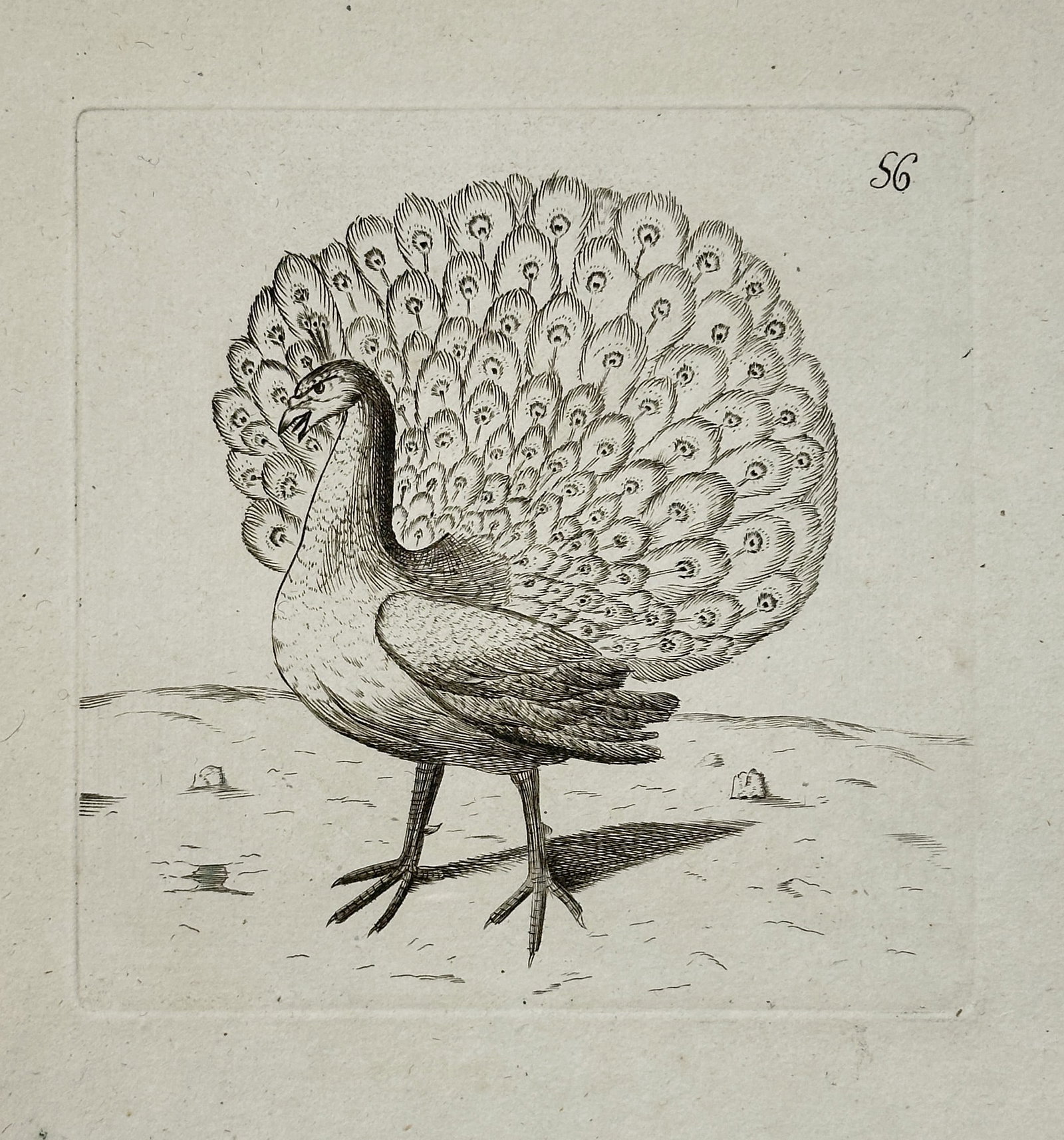 Unknown Artist – Illustration of a Peafowl (Peacock) Displaying its Train – Copperplate (1 of 2)