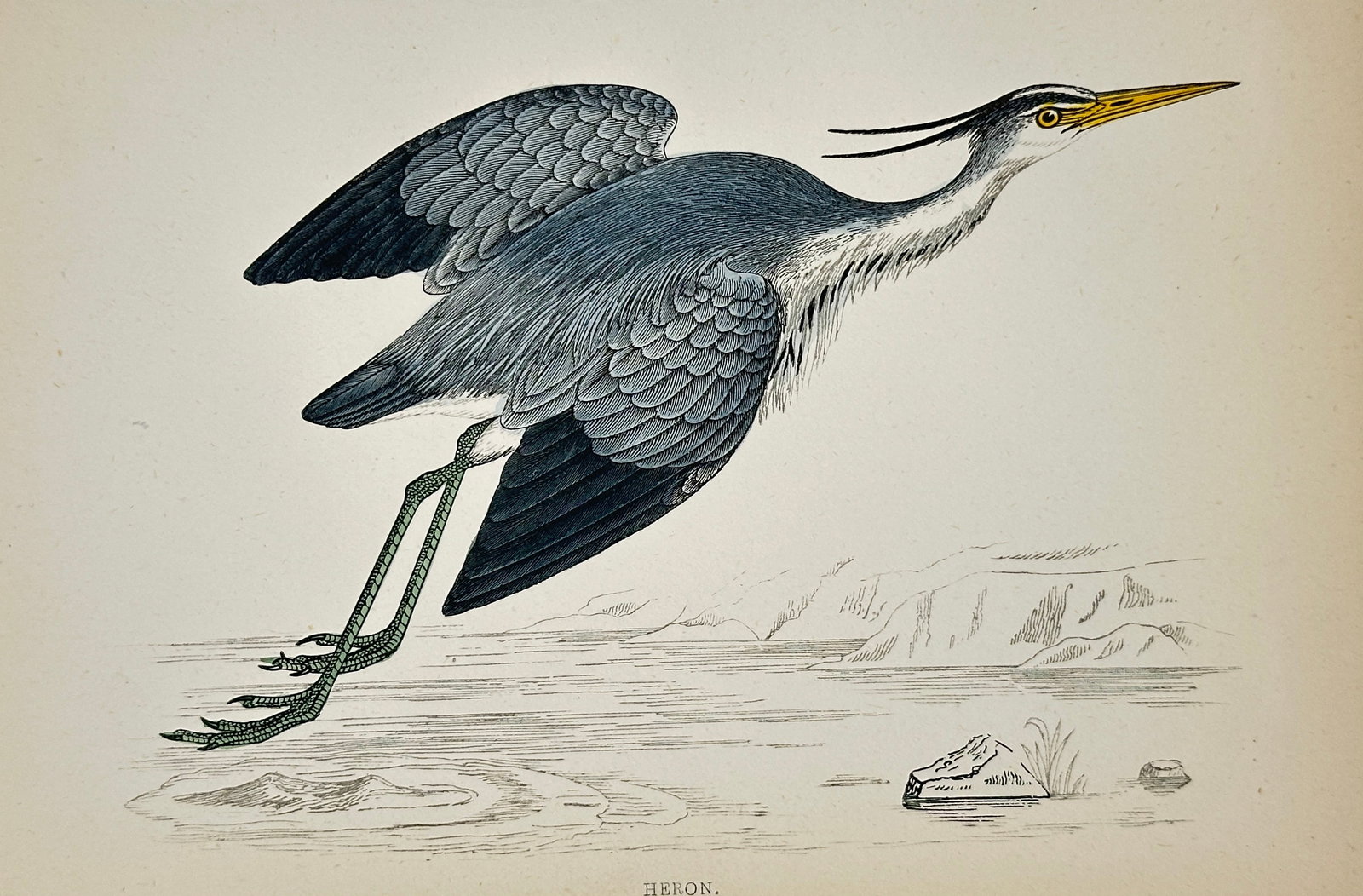 Francis Orpen Morris (1810–1893) – Heron – Chromoxylograph (c. 1855) (1 of 2)
