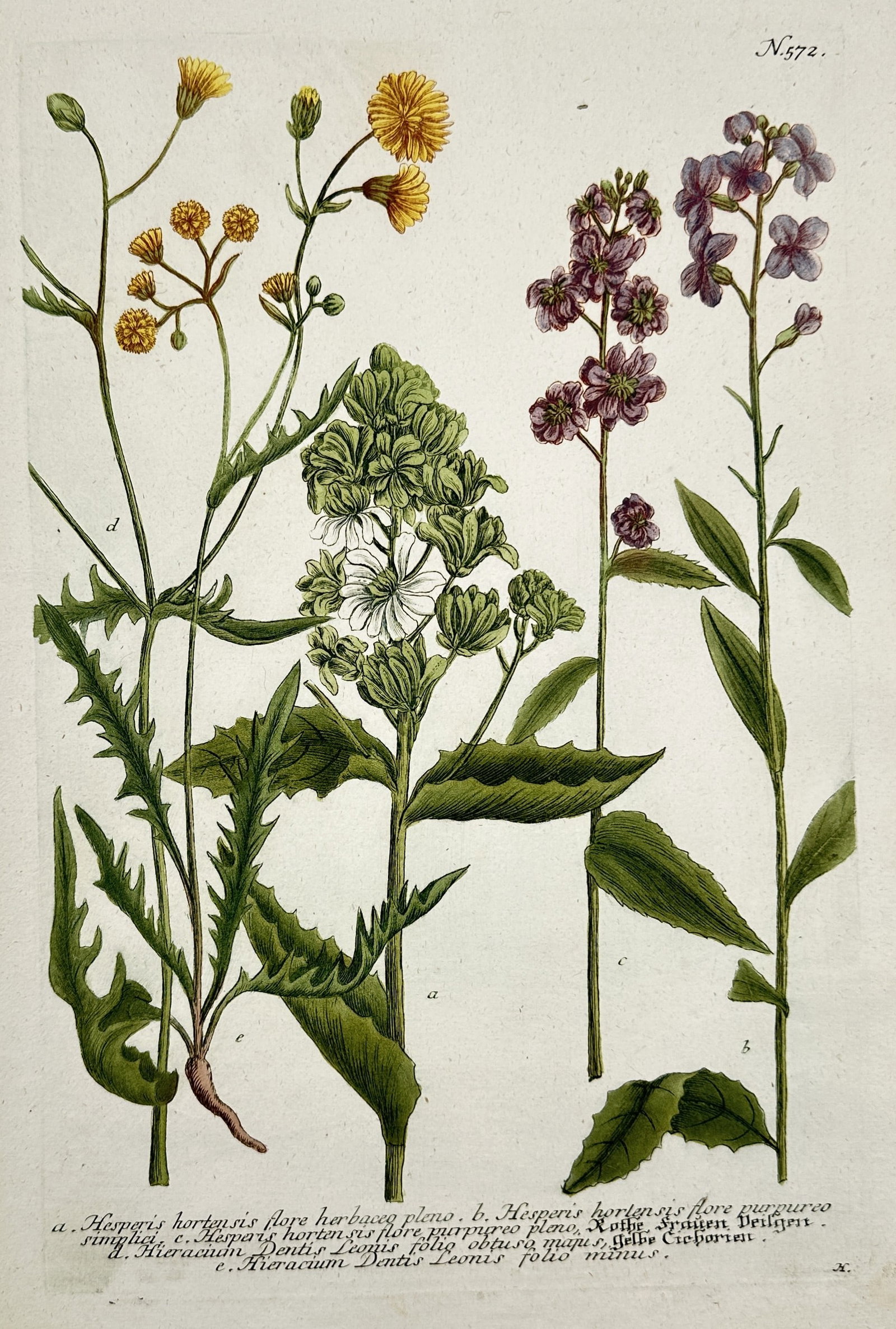 Johann Wilhelm Weinmann – Varieties of Hawkweed (Hieracium) and Dame's Rocket (Hesperis) (1 of 2)