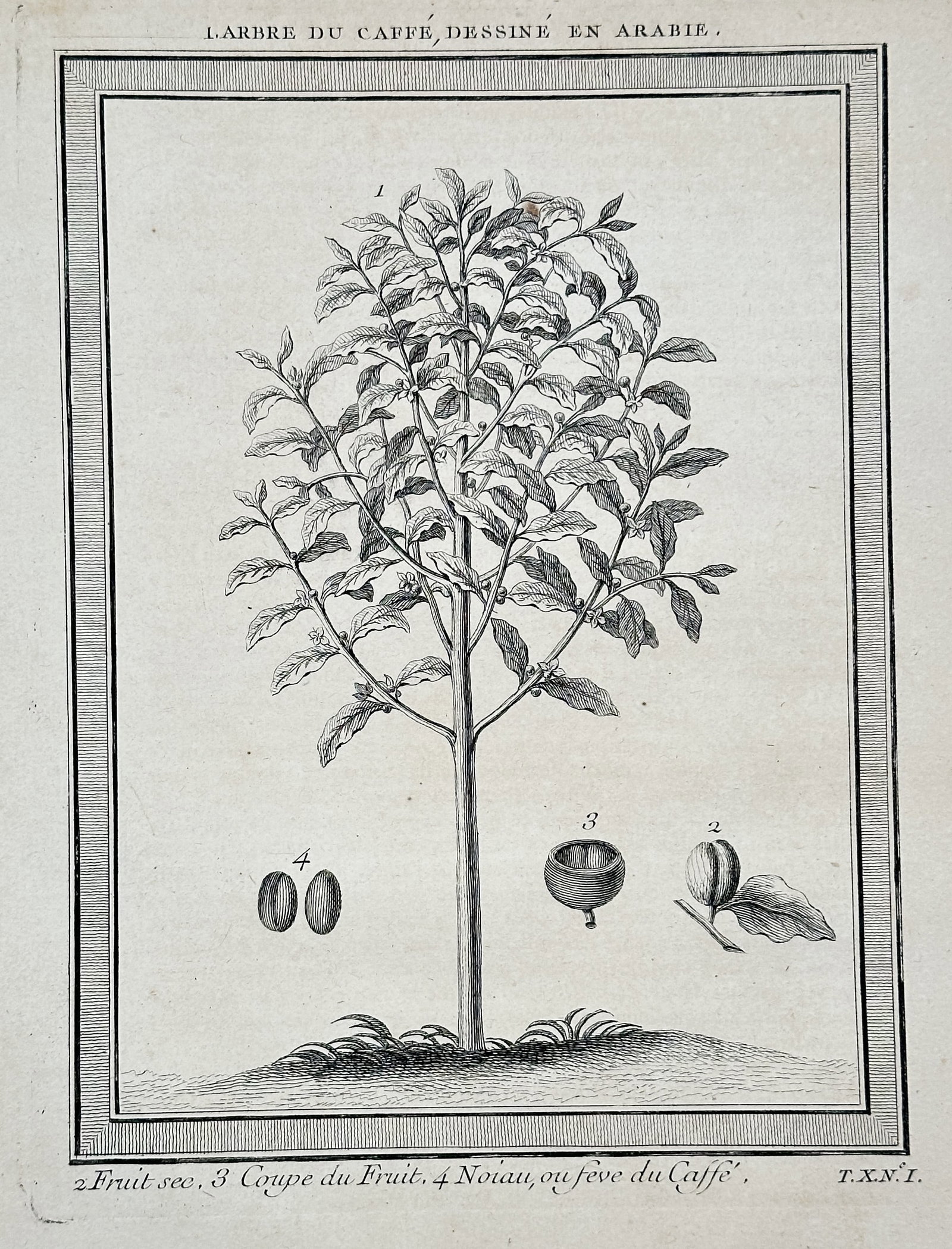 Antoine François Prévost d'Exiles – The Coffee Tree Drawn in Arabia (L'Arbre du Café): This engraving depicts the coffee tree, the source of the globally significant coffee bean, drawn in the region of Arabia. The central illustration shows the small tree with its foliage and fruit, whi