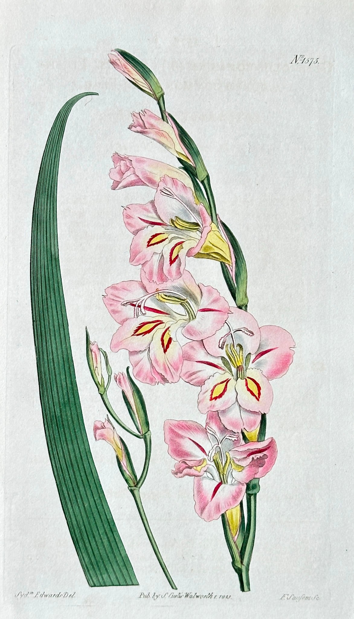 William Curtis (1746-1799) – Gladiolus Tristis (Sorrowful Corn-Flag) - Hand-coloured Engraving (1 of 2)