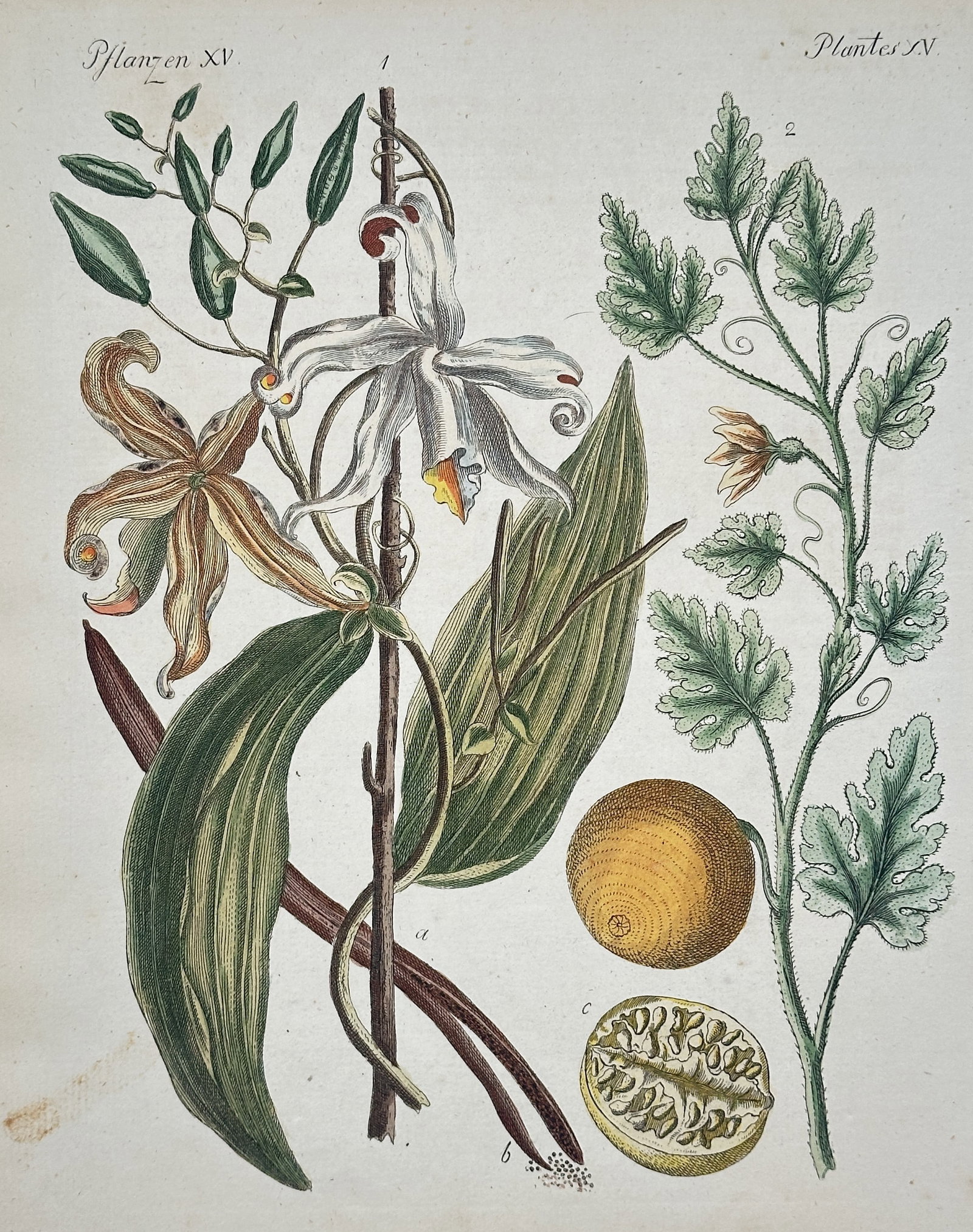 Friedrich Johann Justin Bertuch (1747–1822) – Plants (Pflanzen): Vanilla and Exotic Fruit (1 of 2)