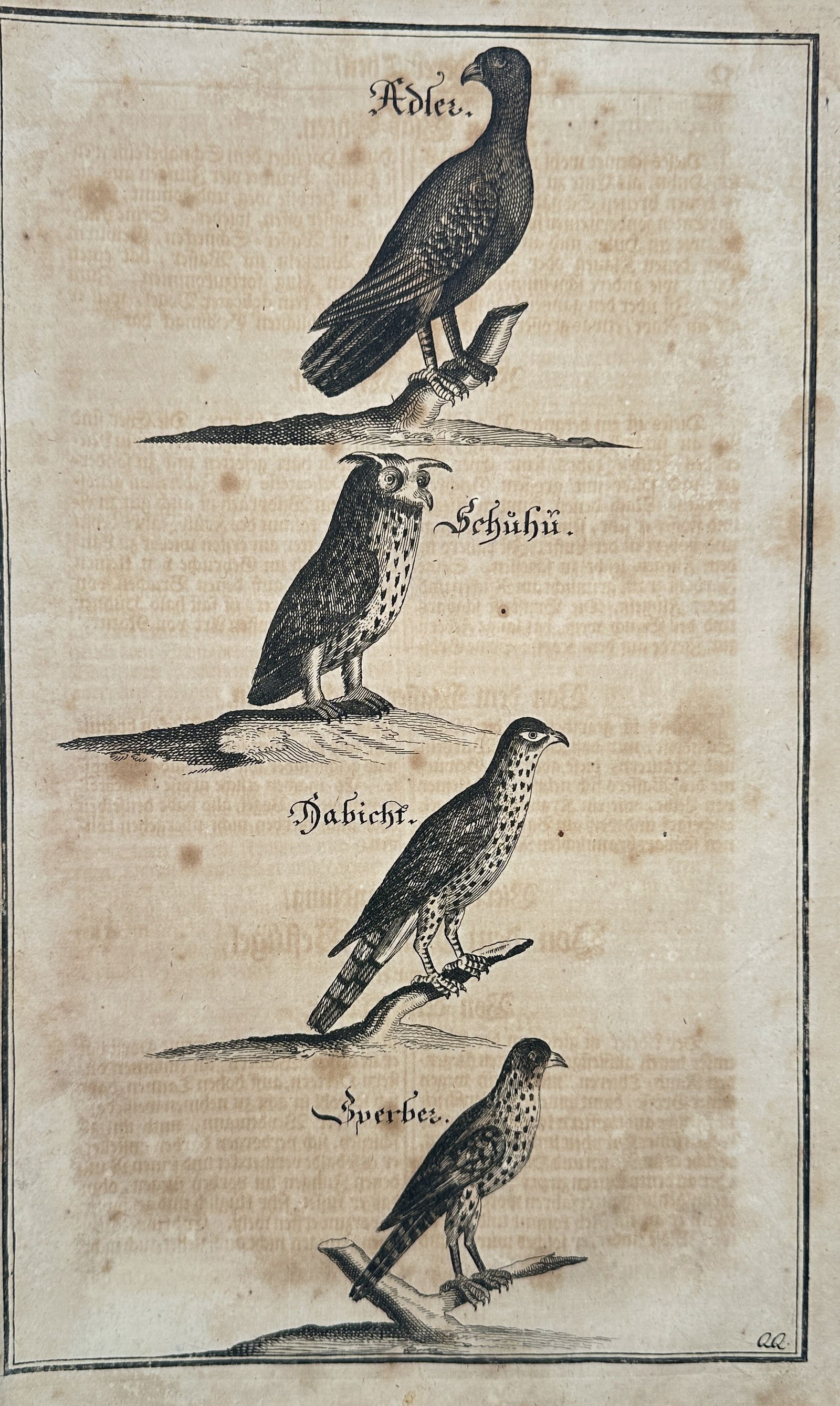 Johann Friedrich von Flemming (1670–1733) – Birds of Prey: Eagle, Eagle-Owl, Goshawk, and (1 of 2)
