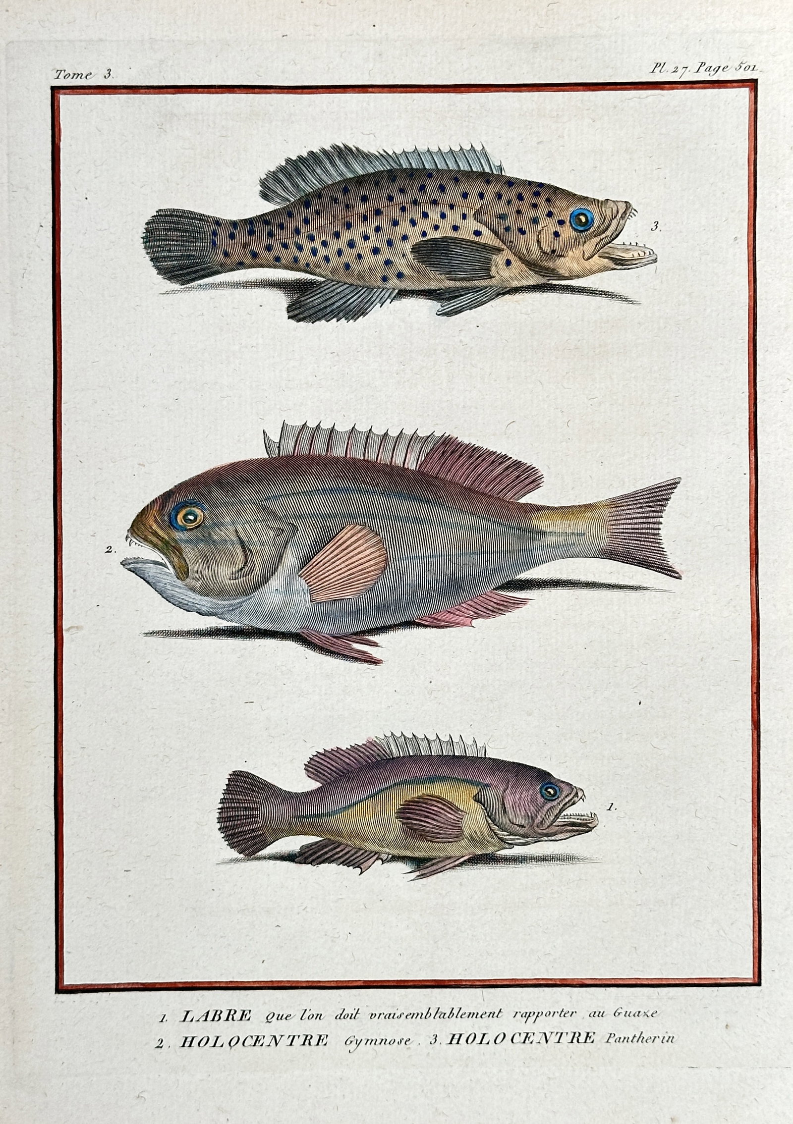 Bernard Germain Étienne de Lacépède (1756–1825) – Three Species of Marine Fish: Holocentrus, (1 of 2)