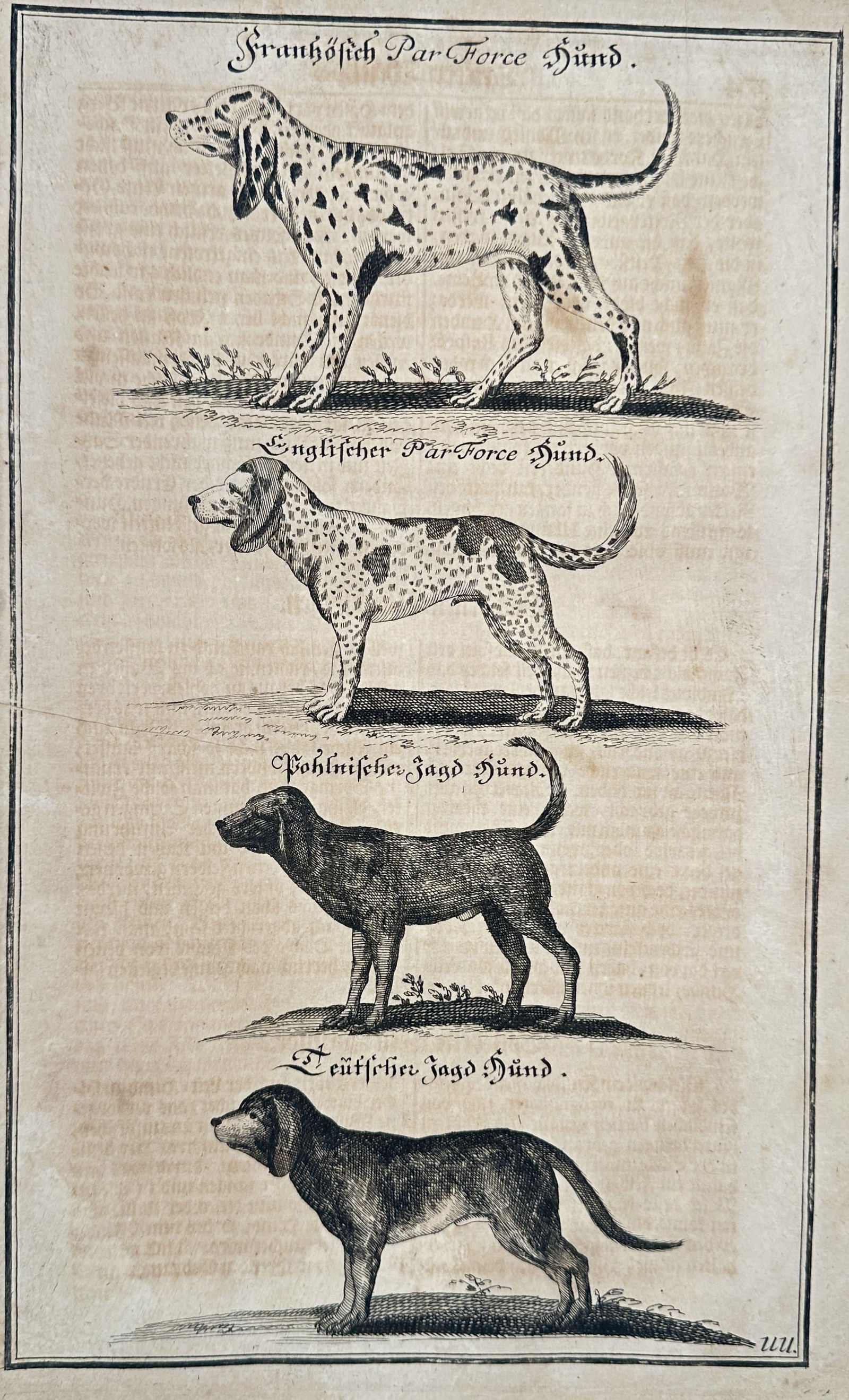 Johann Friedrich von Flemming – Hunting Dog Breeds: Hounds and Pointers (1 of 2)