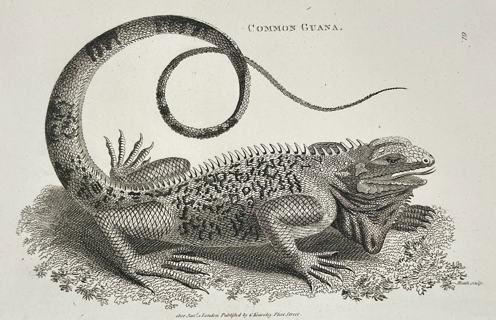 George Shaw (1751–1813) – Common Guana (Iguana) – Copperplate engraving (c. 1800–1805) (1 of 2)