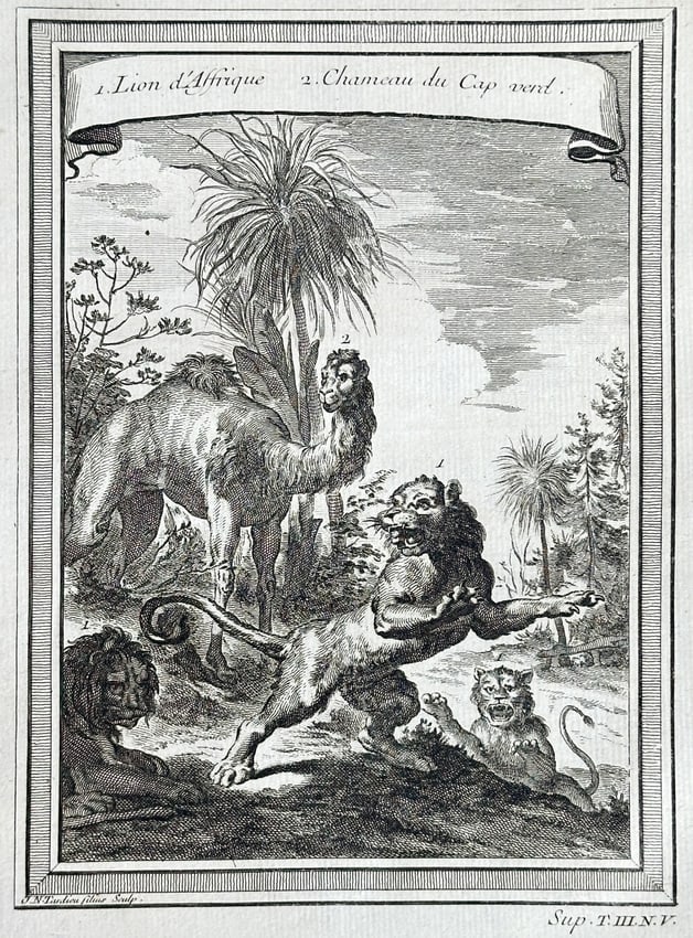 Antoine-François Prévost (1697–1763) – African Lion and Camel of Cape Verde: This zoological illustration depicts a composite scene of two large animals known to inhabit West Africa. The foreground is dominated by a majestic African Lion, posed aggressively, while a Camel (or 