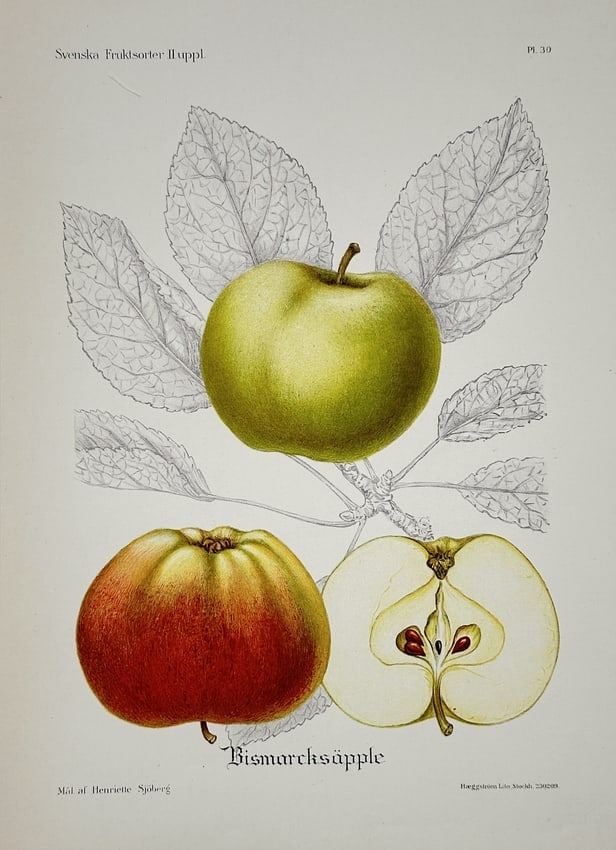 Henriette Sjöberg – Botanical Illustrations: Bismarck Apple – Chromolithograph: This illustration depicts the Bismarck apple (Bismarckäpple), showing a whole apple, a cross-section, and a second whole apple, with detailed line drawings of the leaves, published in the series Sven