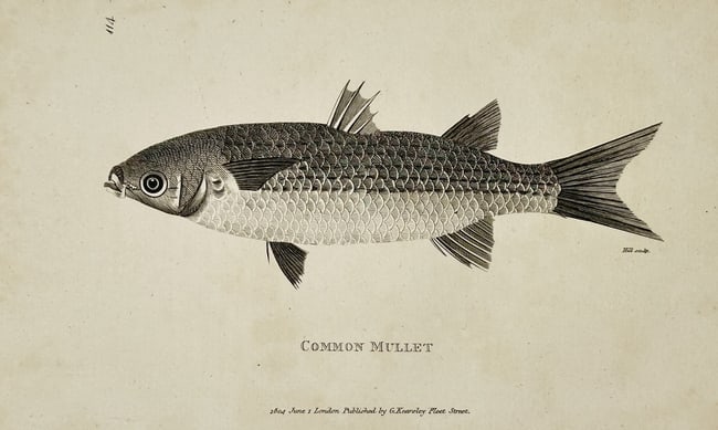 George Shaw (1751–1813) – Common Mullet – Copperplate Engraving (1804): This uncoloured copperplate engraving as Plate 114, illustrates the Common Mullet (Mugil cephalus or a related species of grey mullet). The fish is depicted in profile, highlighting its characteristic