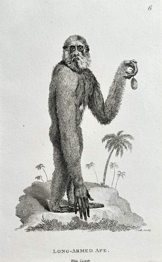 George Shaw (1751–1813) – Long-Armed Ape – Engraving (Circa 1800): This zoological engraving, titled Long-Armed Ape, depicts a gibbon or similar primate, characterized by its long, powerful limbs, shown standing upright on a raised section of terrain. The image is a 
