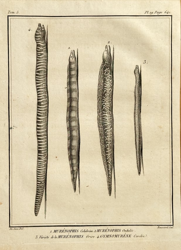 Georges-Louis Leclerc, Comte de Buffon (1707–1788) – Four Moray and Eel-like Spe: This highly detailed zoological engraving presents four different eel and moray species, titled Smooth Murénophis, Undulating Murénophis, Gray Murénophis Parasite, and Cerchio Gymnophis. The illust