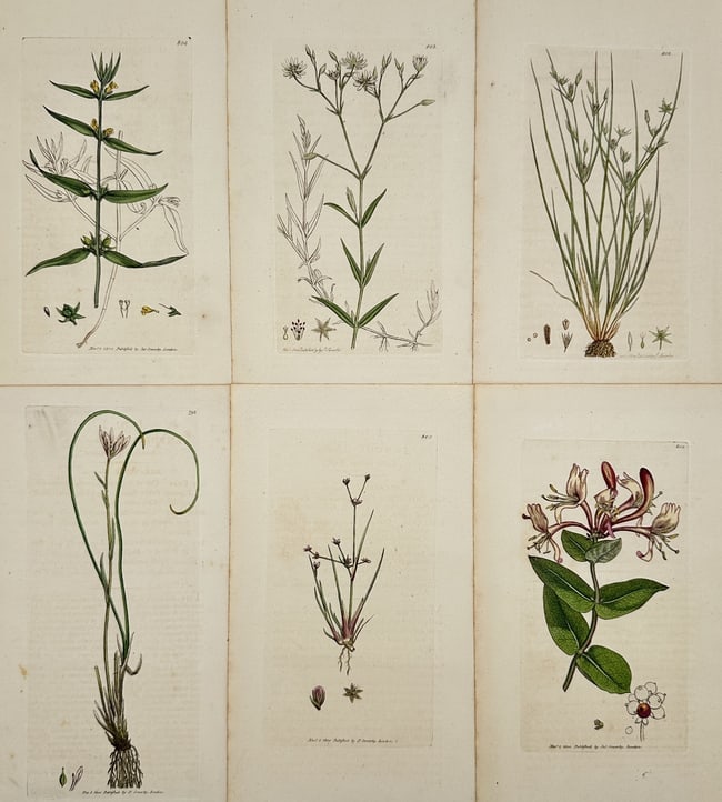 James Sowerby – Set of 6: British Flora (Honeysuckle, Grasses, and Wildflowers): This set of six original antique copperplate engravings, intricately hand-coloured, features a variety of British flora. The plates, sourced from the monumental work English Botany; or, Coloured Figur