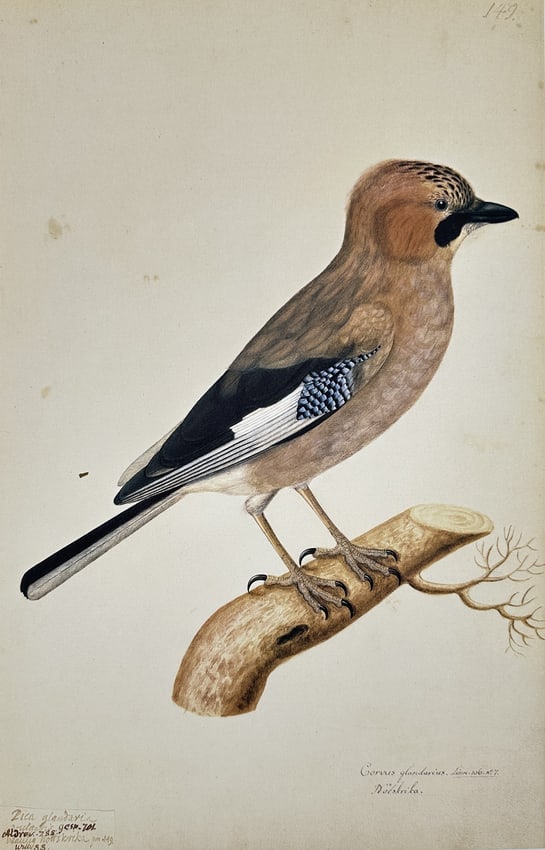 Olof Rudbeck the Younger, after – Eurasian Jay – Facsimile print printed on paper: This print is a modern facsimile illustration by Olof Rudbeck the Younger, depicting a Eurasian Jay (Corvus glandarius, now Garrulus glandarius). The bird is shown in profile perched on a wooden branc