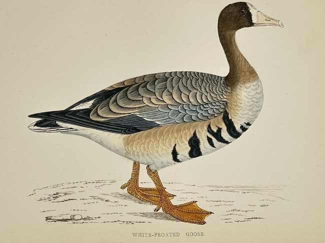 Francis Orpen Morris – The White-fronted Goose – Hand-coloured Wood Engraving (1 of 1)
