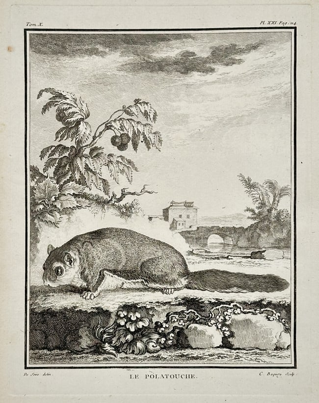 Georges-Louis Leclerc, Comte de Buffon – The Polatouche (Flying Squirrel) – Engraving (1 of 2)