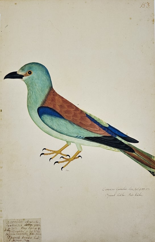 Olof Rudbeck the Younger, after – Coracias Garrula (European Roller): This print is a modern facsimile illustration based on an original work by Olof Rudbeck the Younger, depicting a Siberian Jay (Corvus infaustus, now Perisoreus infaustus). The bird is shown in profile