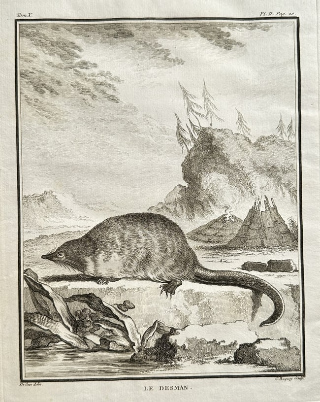 Georges-Louis Leclerc, Comte de Buffon – The Desman – Engraving: This engraving, titled The Desman, depicts the semi-aquatic, long-snouted mammal (Desman) resting by water in a mountainous landscape that includes volcano-like formations, typical of the exotic setti