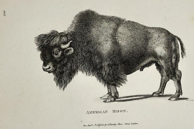George Shaw (1751–1813) – American Bison – Engraving (Circa 1801–1804): This natural history illustration depicts an American Bison (Bos taurus or Bison bison), a massive, shaggy-maned mammal native to North America. The bison is shown in a full-body profile with great de