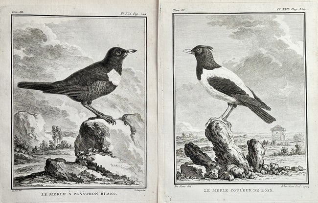 Georges-Louis Leclerc, Comte de Buffon – Set of Two: The Ring Ouzel and The Rosy (1 of 2)