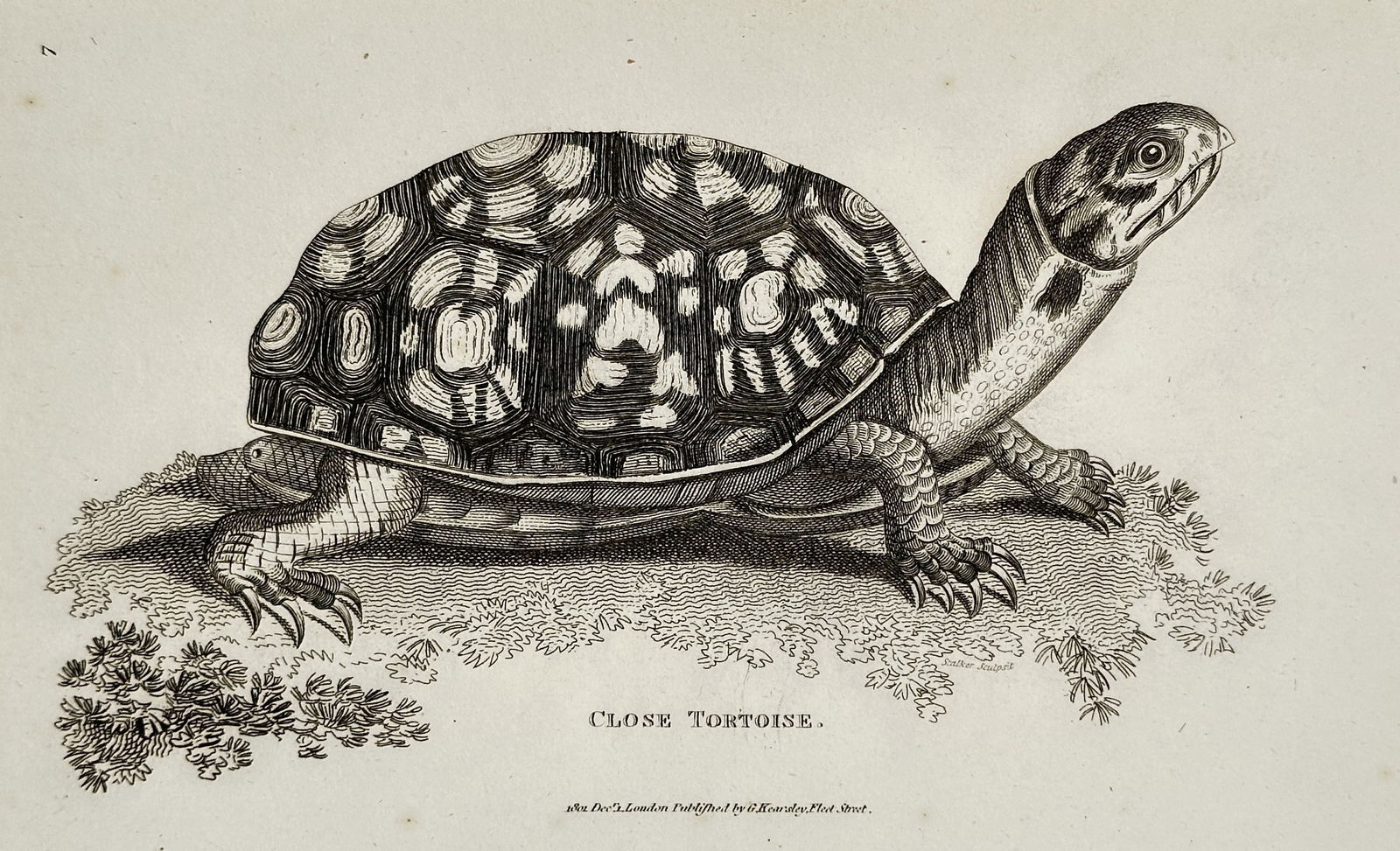 George Shaw (1751–1813) – Close Tortoise from General Zoology – Engraving (1801) (1 of 2)