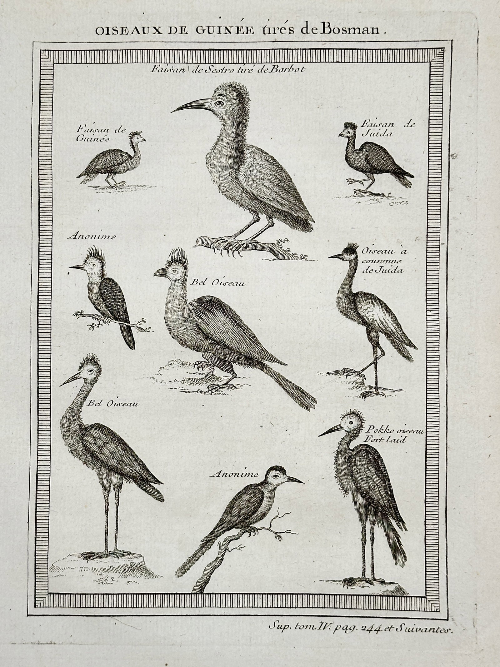 Antoine François Prévost d'Exiles (1697–1763) – Illustrations of Birds of Guinea (West Africa): This engraving features nine different species of birds native to the coast of Guinea in West Africa, sourced from the writings of the Dutch factor Willem Bosman. The birds are illustrated in black an