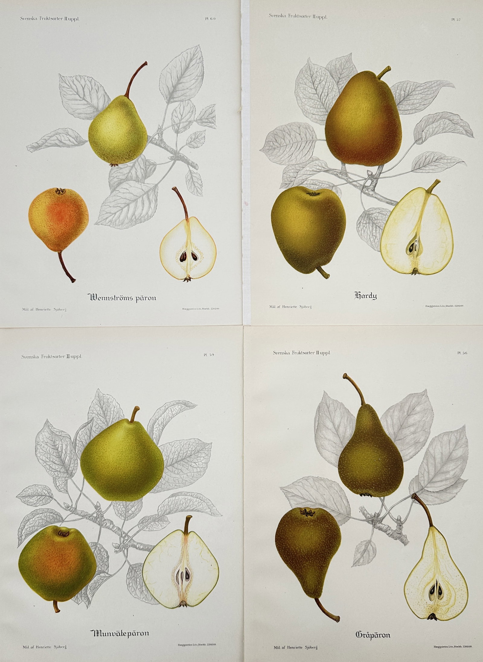 Henriette Sjöberg (1860–1936) – Set of Four: Pomological Illustrations of Swedish Pear: This set of four chromolithograph illustrations depicts individual specimens of Swedish pear varieties, including 'Wintergröne päron' and 'Gråpäron'. Each plate is a detailed pomological study, sh