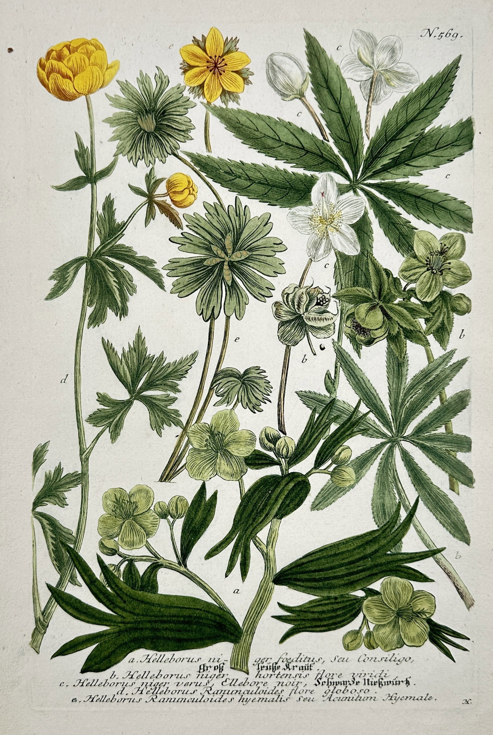 Johann Wilhelm Weinmann (1683–1741) – Varieties of the Buttercup Family (1 of 2)