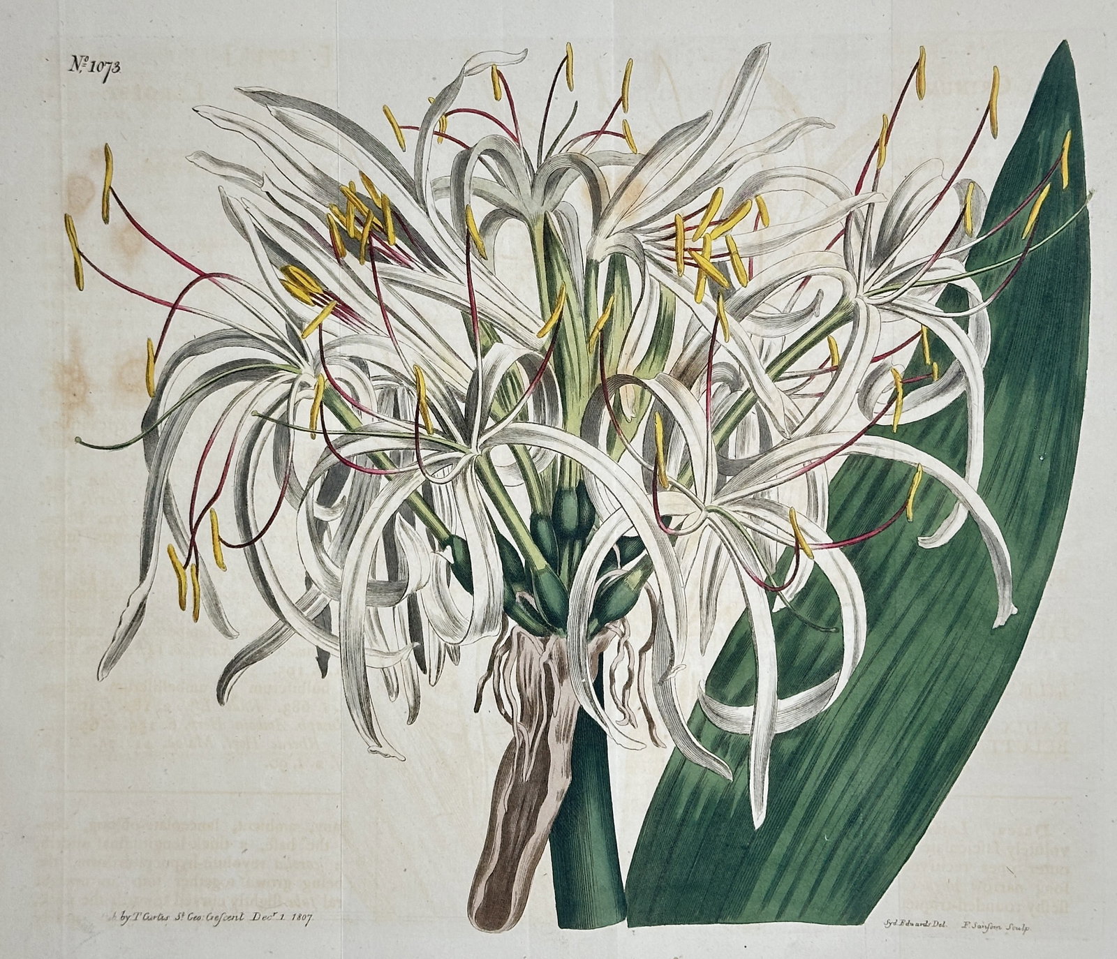 William Curtis (1746–1799) – Asiatic Crinum Lily (Crinum asiaticum) – Hand-colored (1 of 2)