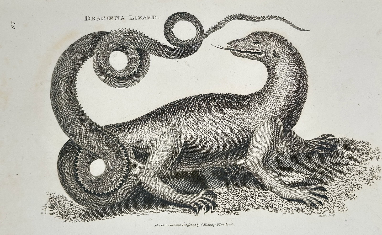 George Shaw (1751–1813) – Dracona Lizard – Copperplate engraving (c. 1800–1805) (1 of 2)