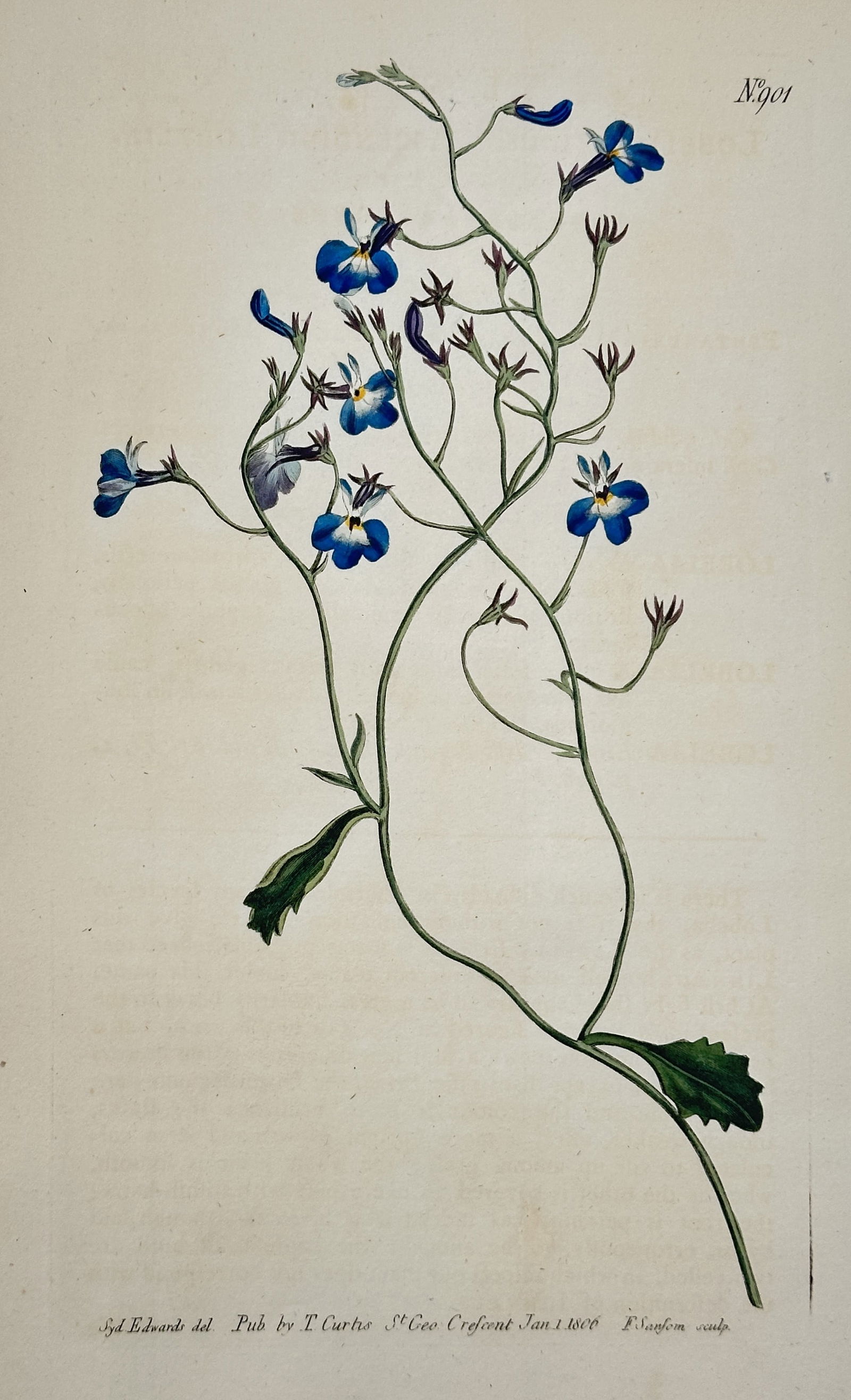 William Curtis – Slender Lobelia – Hand-colored engraving (1806) (1 of 2)