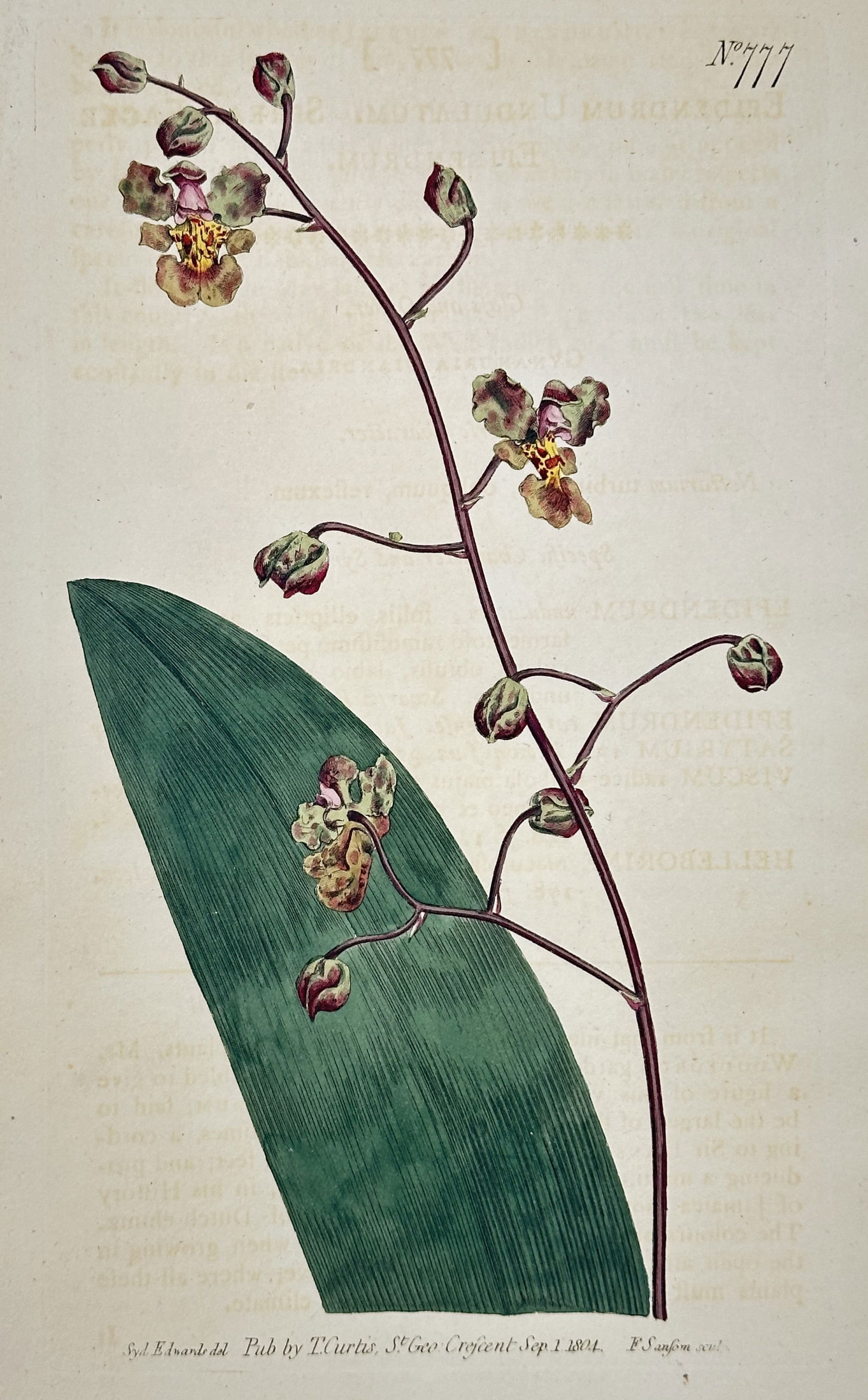 William Curtis – Spotted-flowered Epidendrum – Hand-colored engraving (1804) (1 of 2)