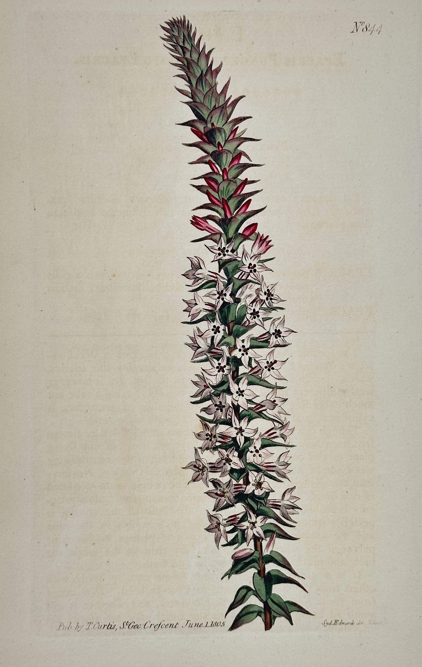 William Curtis – Showy Epacris – Hand-colored engraving (1805) (1 of 2)