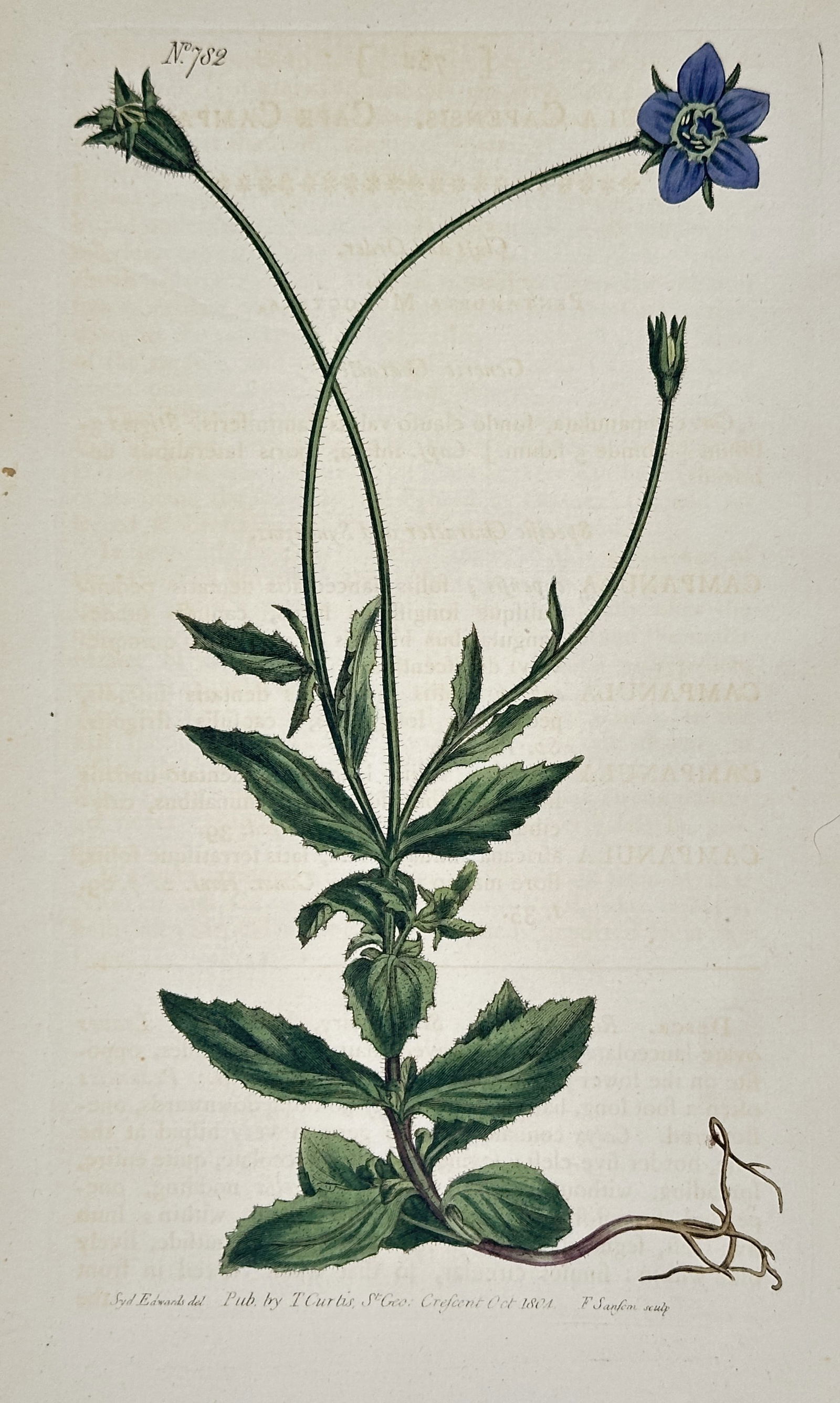 William Curtis – Cape Bell-flower – Hand-colored engraving (1804) (1 of 2)