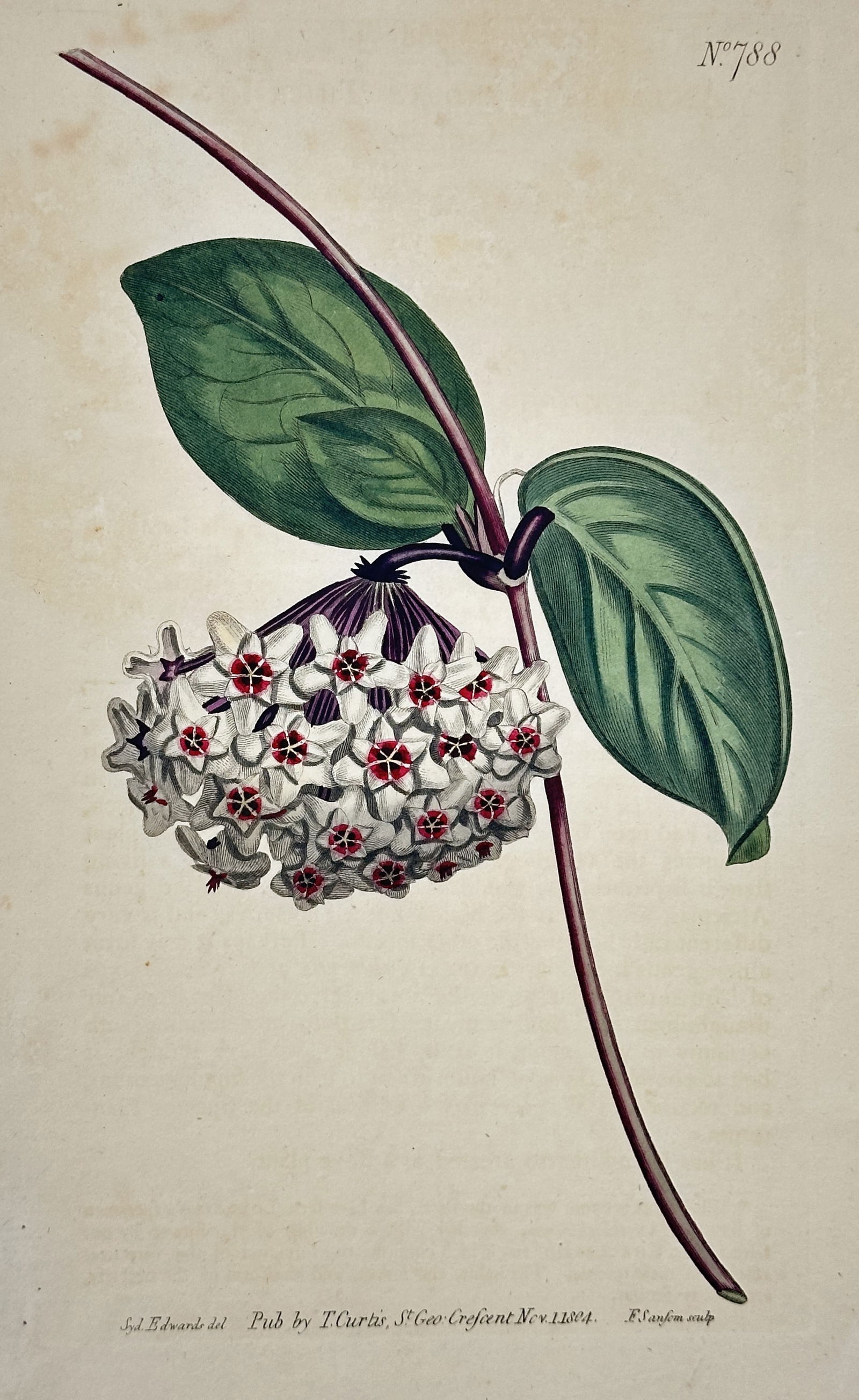 William Curtis – Fleshy-leaved Hoya – Hand-colored engraving (1804) (1 of 2)