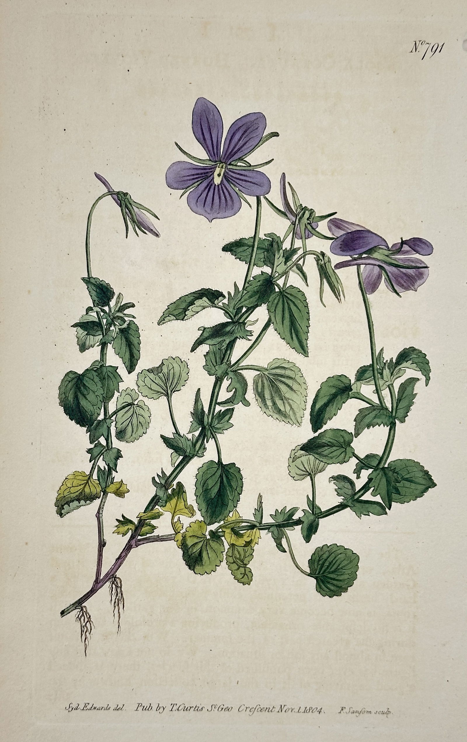 William Curtis – Heartsease – Hand-colored engraving (1804) (1 of 2)