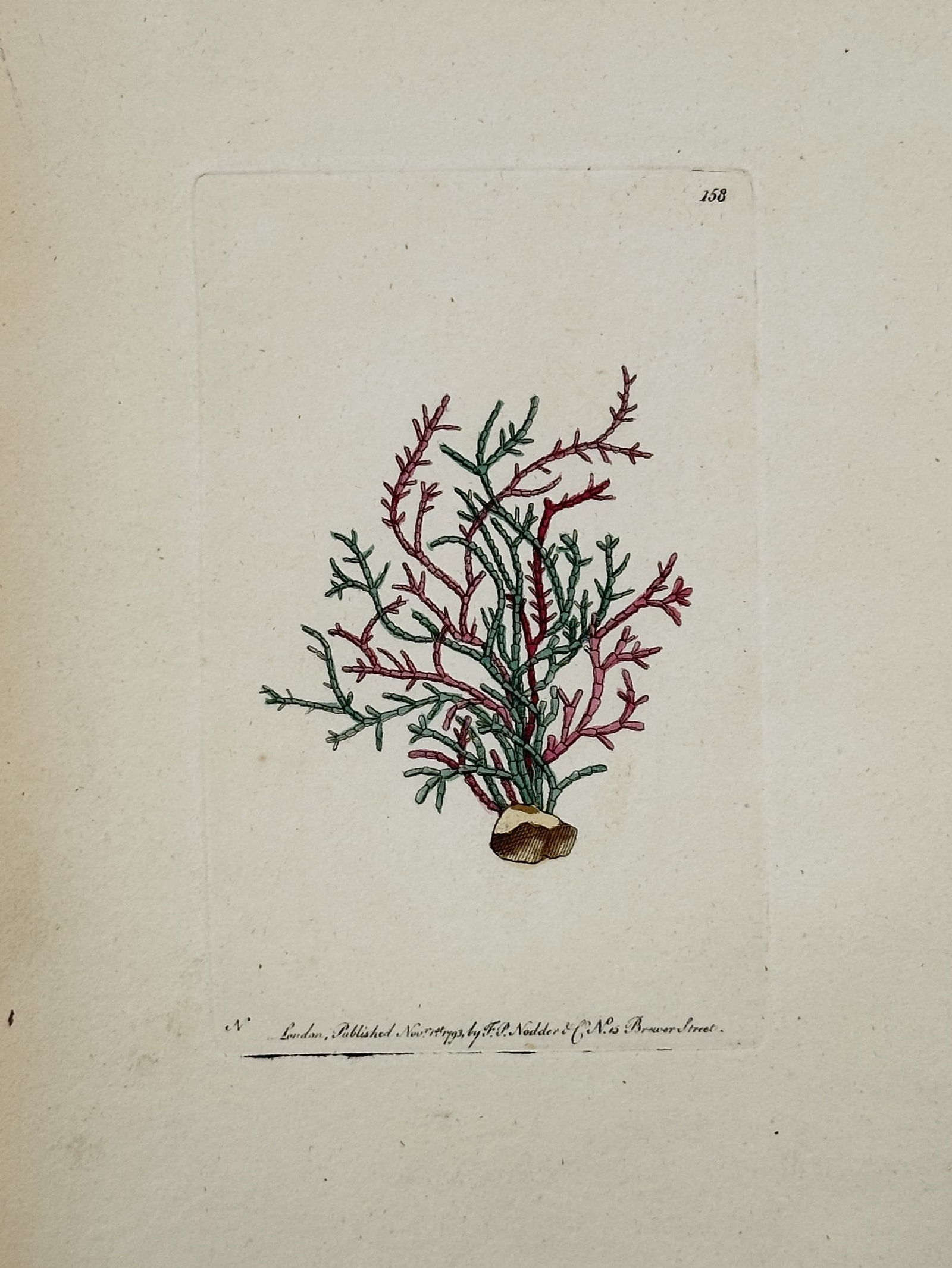 Frederick Polydore Nodder (c. 1751–c. 1801) – Illustration of Marine Algae – Hand-colored (1 of 2)