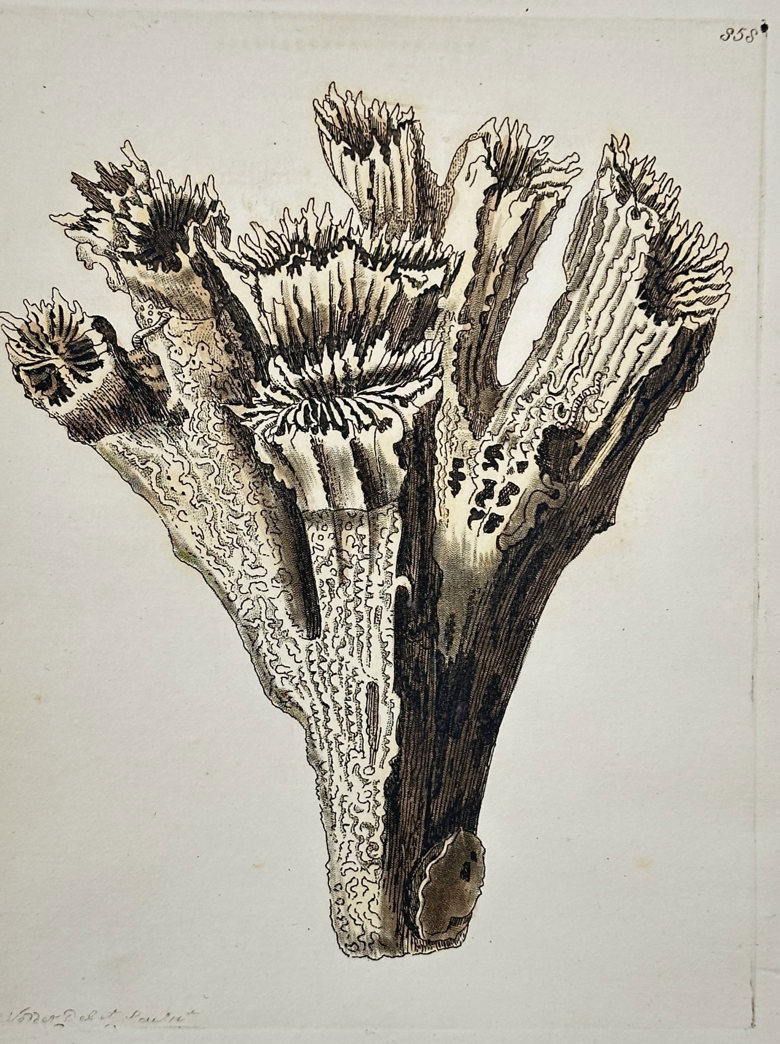 Frederick Polydore Nodder (c. 1751–c. 1801) – Illustration of Fasciculated Madrepore: This hand-colored engraving depicts a specimen of Fasciculated Madrepore, a type of stony coral, shown in an upright branching formation with detailed flowering polyp structures at the tips. The illus
