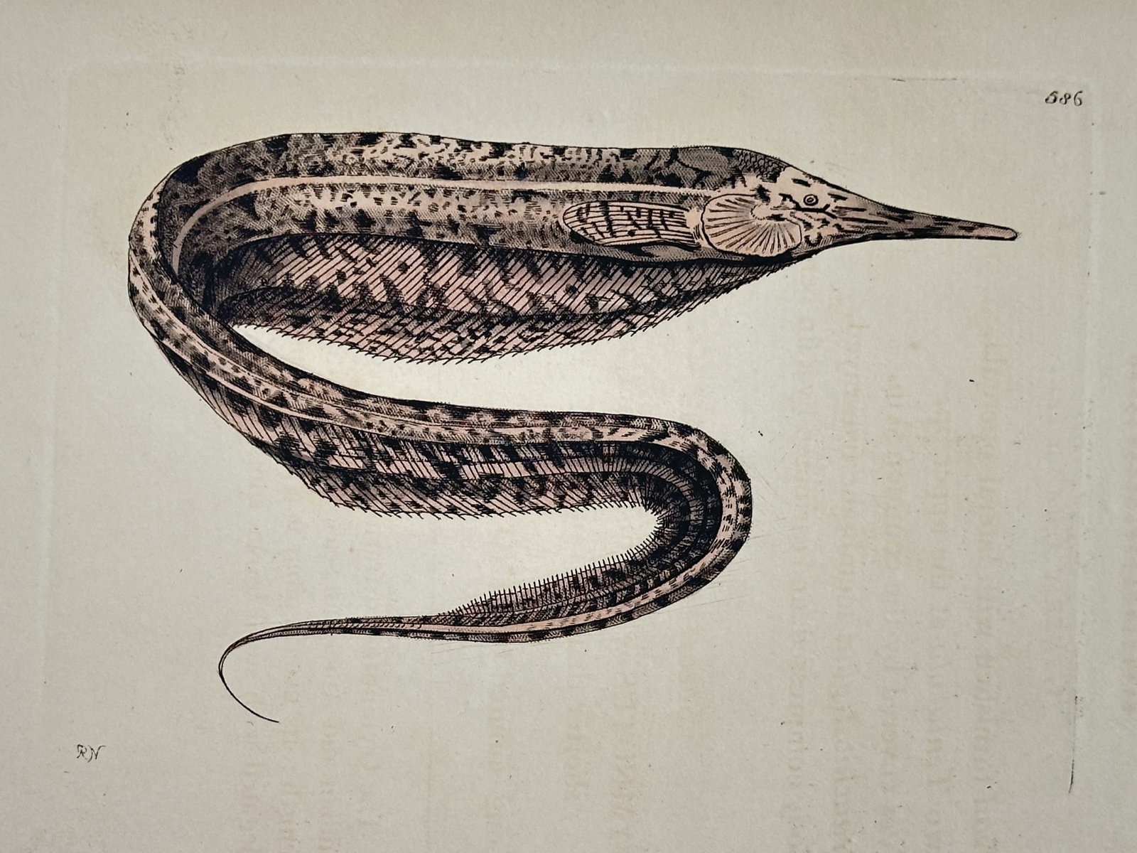 Frederick Polydore Nodder (c. 1751–c. 1801) – Illustration of the Eyed Blenny – Hand-colored: This hand-colored engraving depicts an Eyed Blenny, shown in a graceful, serpentine S-curve that highlights its elongated body and spotted dorsal fin. The illustration captures the intricate patterns 