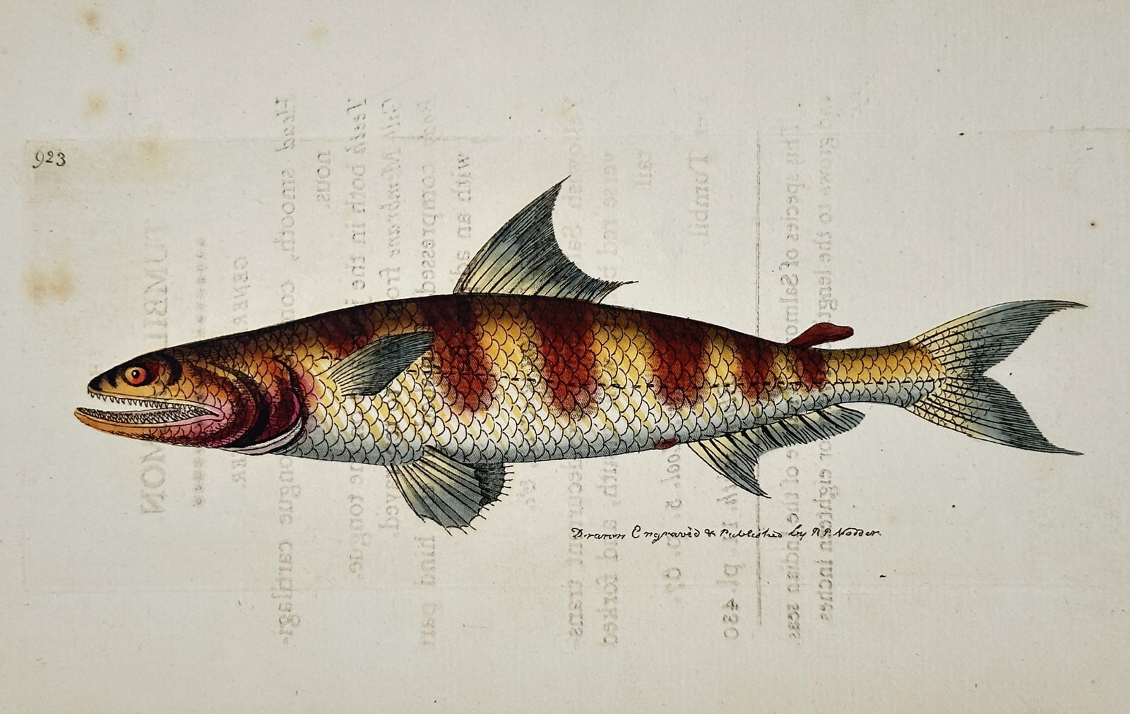Frederick Polydore Nodder (c. 1751–c. 1801) – Illustration of the Salmon-Colored Tumbil (1 of 2)