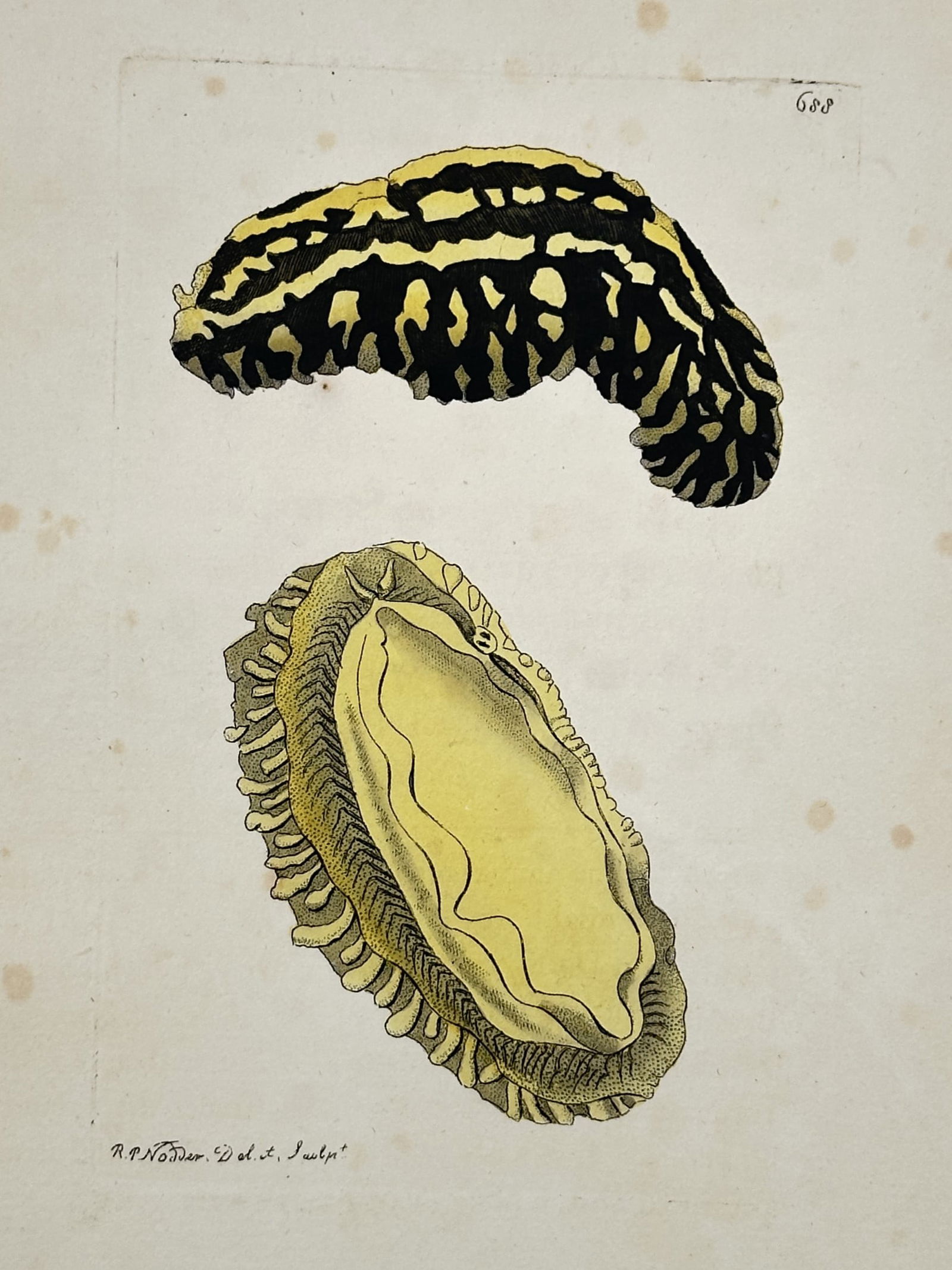 Frederick Polydore Nodder (c. 1751–c. 1801) – Illustration of the Variegated Doris and Its (1 of 2)