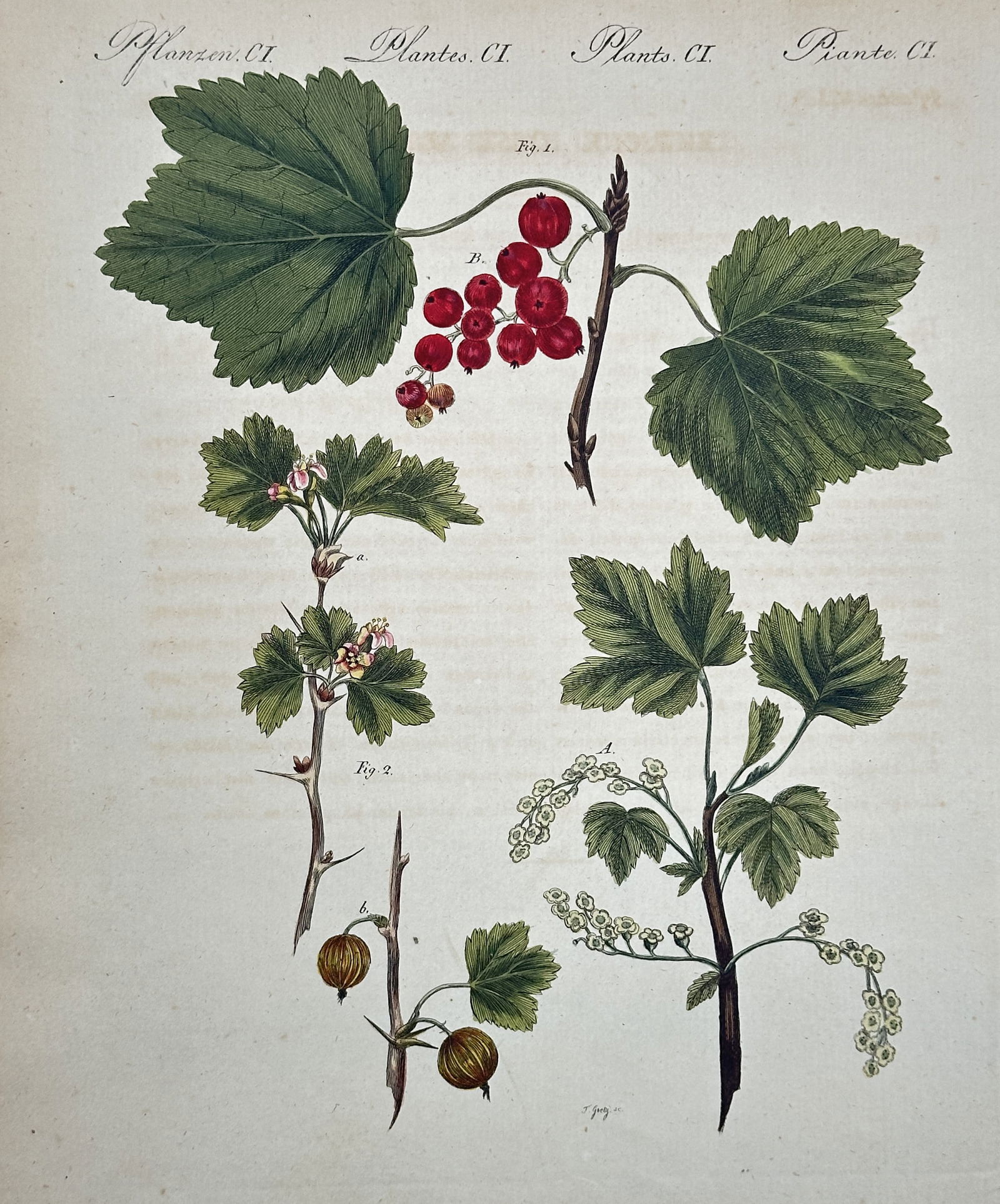 Friedrich Justin Bertuch – Red Currant and Gooseberry – Hand-colored engraving: This hand-colored engraving depicts several botanical studies of fruit-bearing shrubs. The top portion shows a branch of Red Currant with clusters of ripe red berries and large, lobed green leaves. Be