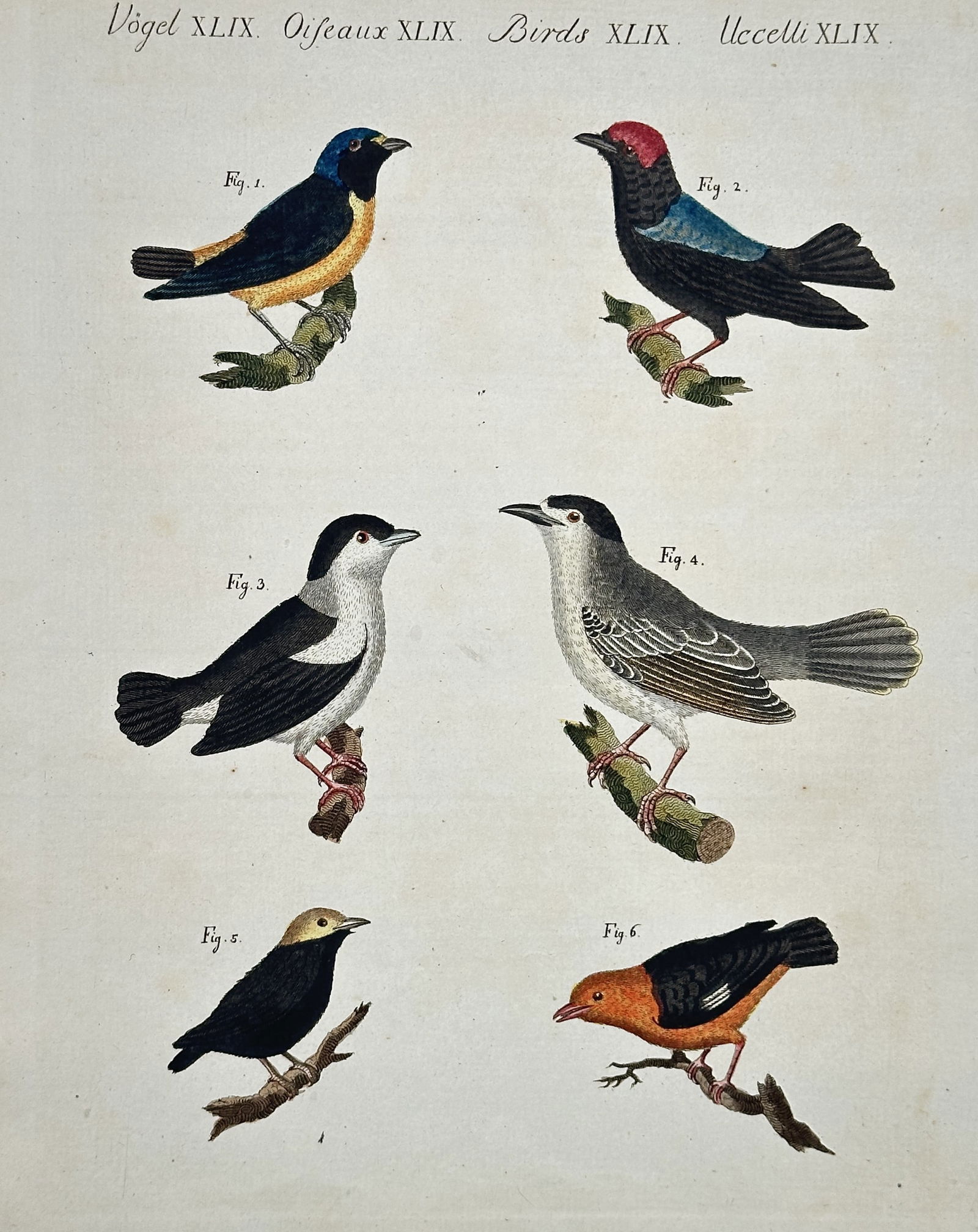 Friedrich Justin Bertuch – Various Exotic Birds – Hand-colored engraving (c. 1790–1830) (1 of 2)
