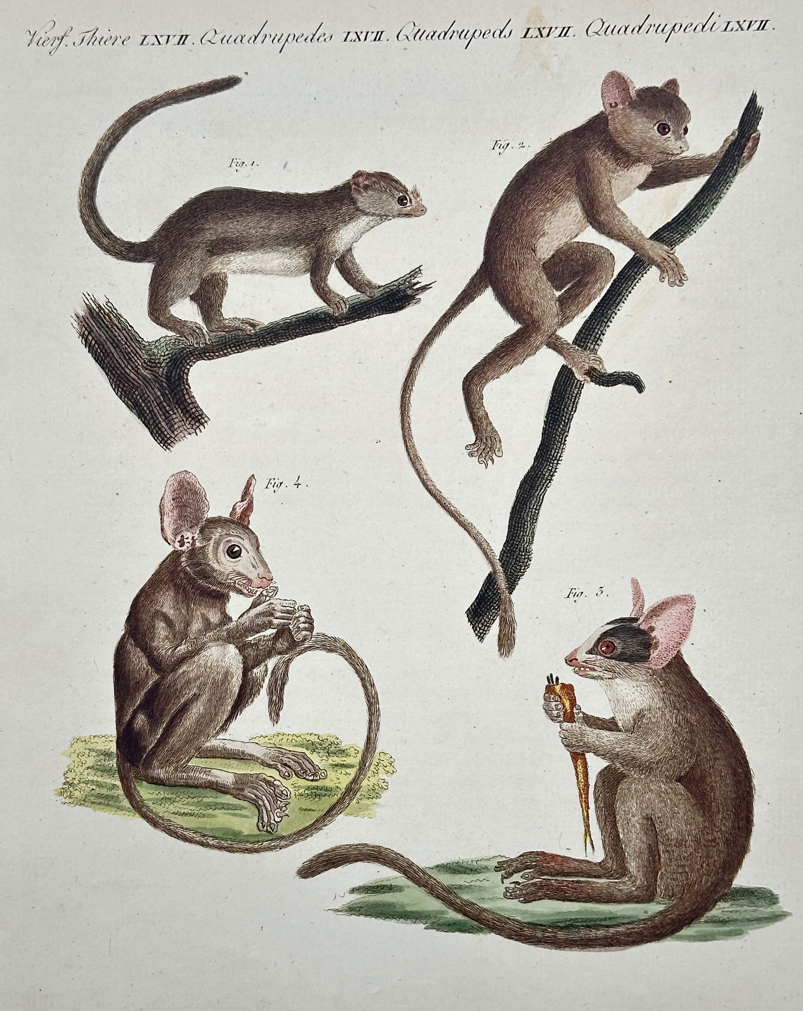 Friedrich Justin Bertuch – Various Small Mammals – Hand-colored engraving (c. 1790–1830) (1 of 2)