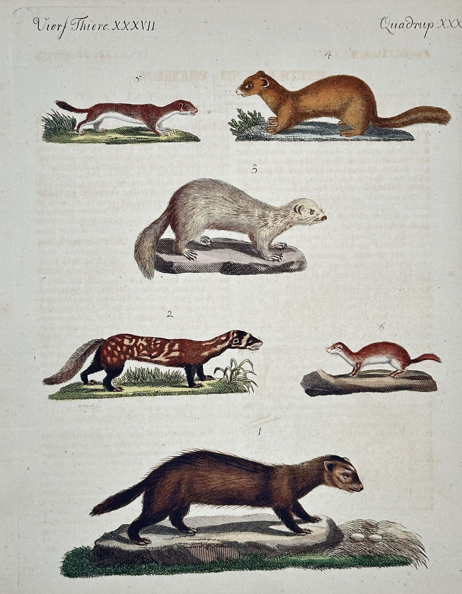 Friedrich Justin Bertuch – Various Mustelids and Small Mammals – Hand-colored engraving (1 of 2)
