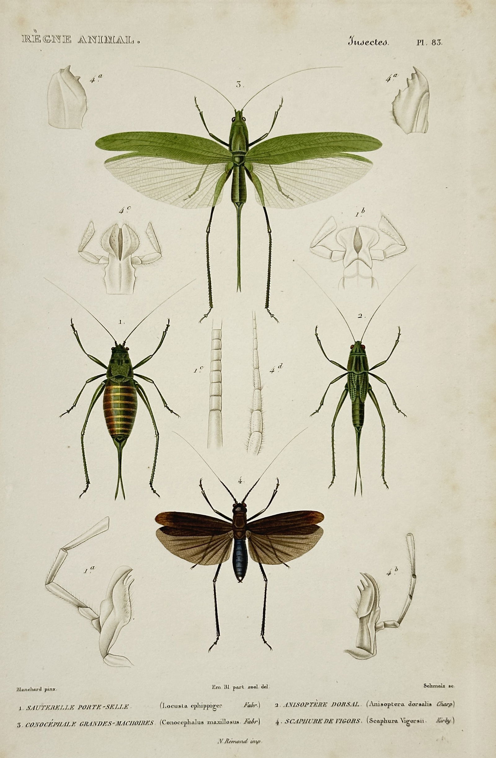 Georges Cuvier – Illustration of Various Orthoptera – Hand-colored engraving (1836–1849): This hand-colored engraving illustrates four distinct species of insects from the order Orthoptera, alongside detailed anatomical diagrams of their mouthparts and antennae. The central figure features