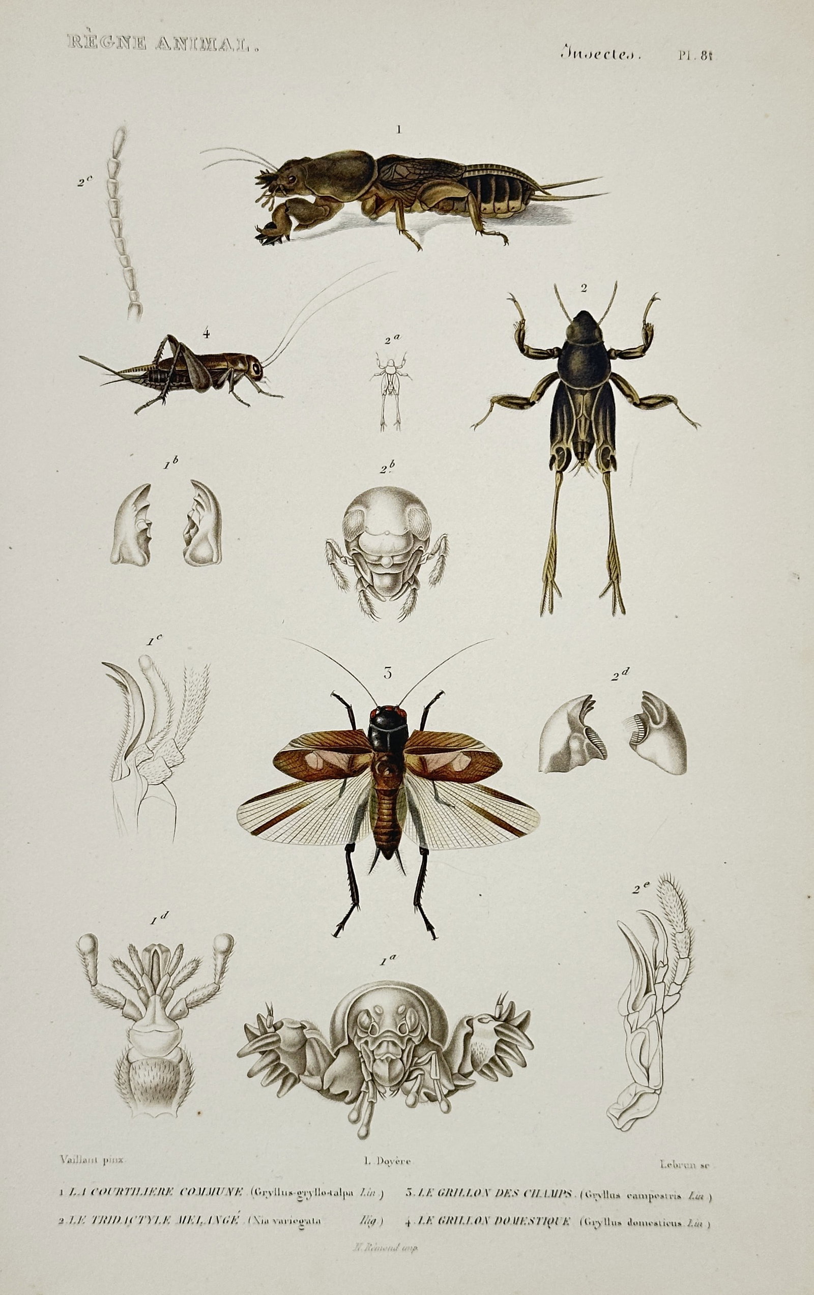 Georges Cuvier – Illustration of Various Gryllidae – Hand-colored engraving (1836–1849): This hand-colored engraving illustrates four distinct species of insects from the family Gryllidae, commonly known as crickets and mole crickets, alongside several detailed anatomical diagrams of thei