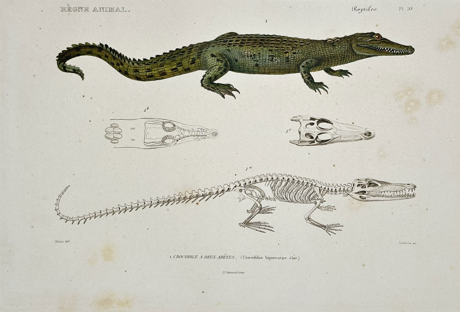 Georges Cuvier – Illustration of the Saltwater Crocodile and Its Skeletal Structure: This hand-colored engraving depicts a Saltwater Crocodile shown in profile, highlighting its green and yellowish-brown scales and robust body. Below the main figure, the plate provides comprehensive a