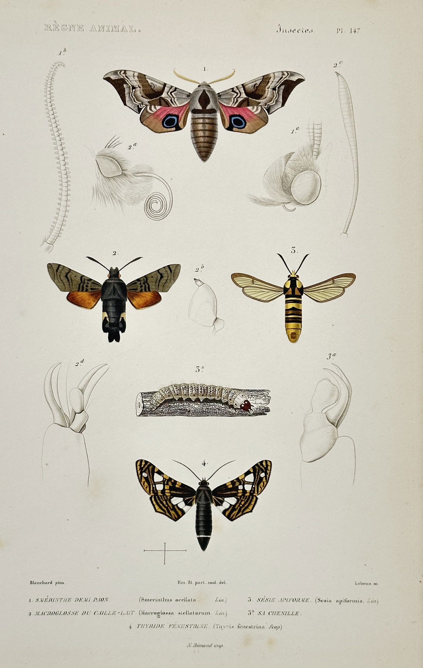 Georges Cuvier – Illustration of Various Lepidoptera – Hand-colored engraving (1836–1849): This hand-colored engraving illustrates four distinct species of moths and a caterpillar, accompanied by detailed anatomical diagrams of their proboscises and antennae. The central figure at the top i