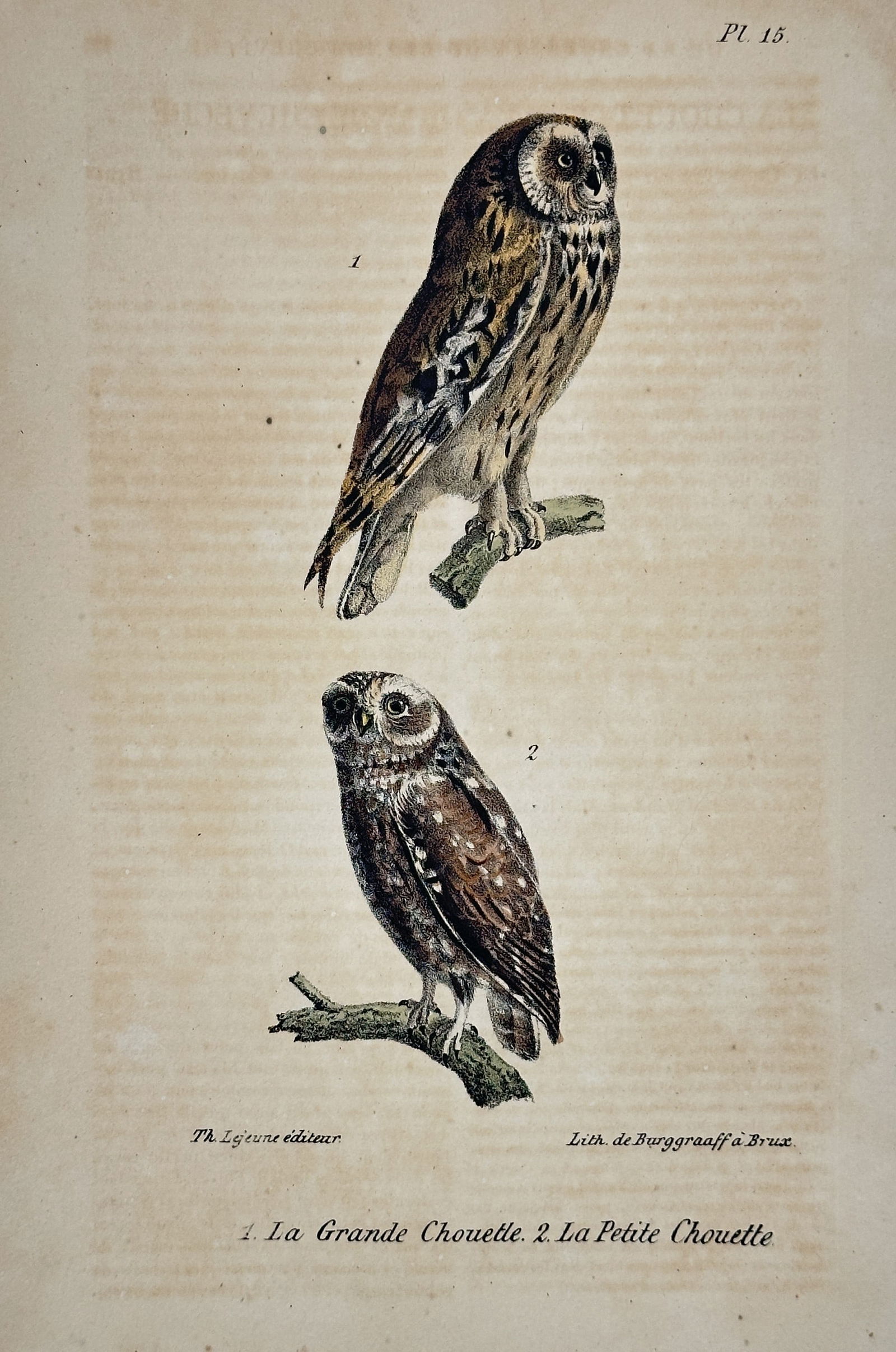 Georges-Louis Leclerc, Comte de Buffon – Tawny Owl and Little Owl – Hand-colored lithograph: This illustration features two species of owls perched on lichen-covered branches. The upper figure depicts a tawny owl in profile, showing its mottled brown and buff plumage and large facial disc. Th